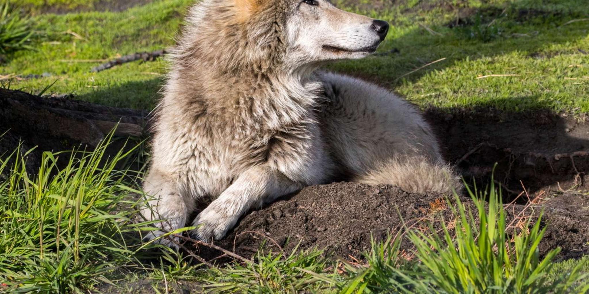 Anchorage Wildlife Conservation Center Admission - Image 6