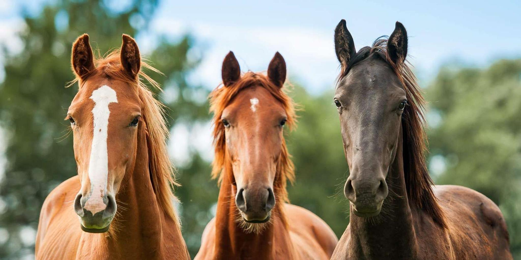 Santa Barbara Horseback Riding and Wine Tasting Tour - Image 4