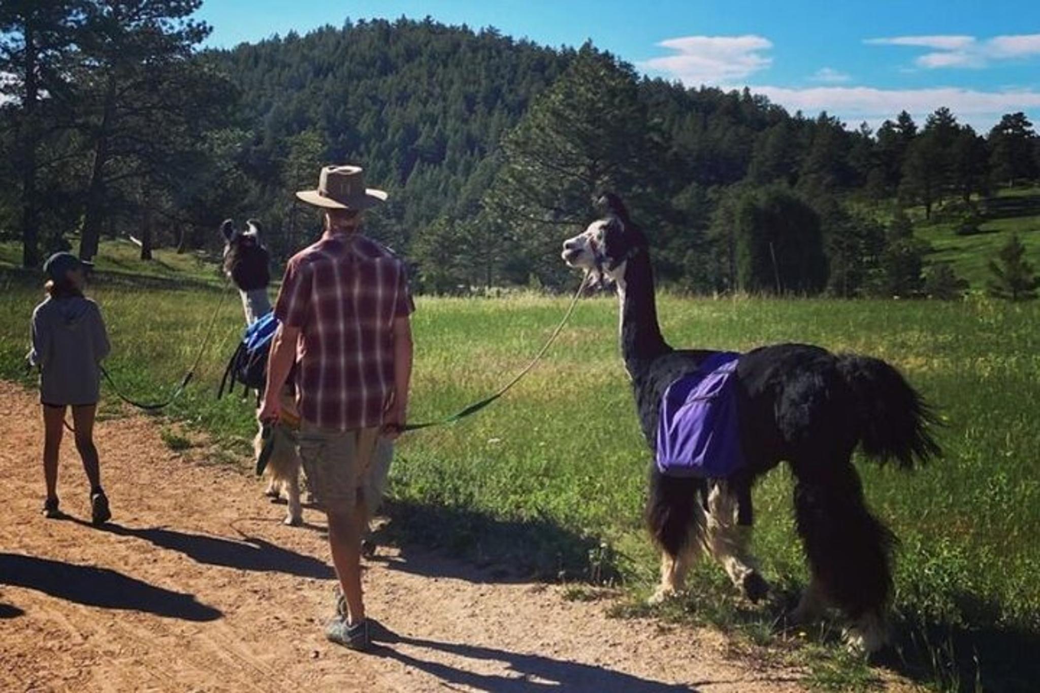Rocky Mountains Llama Hike