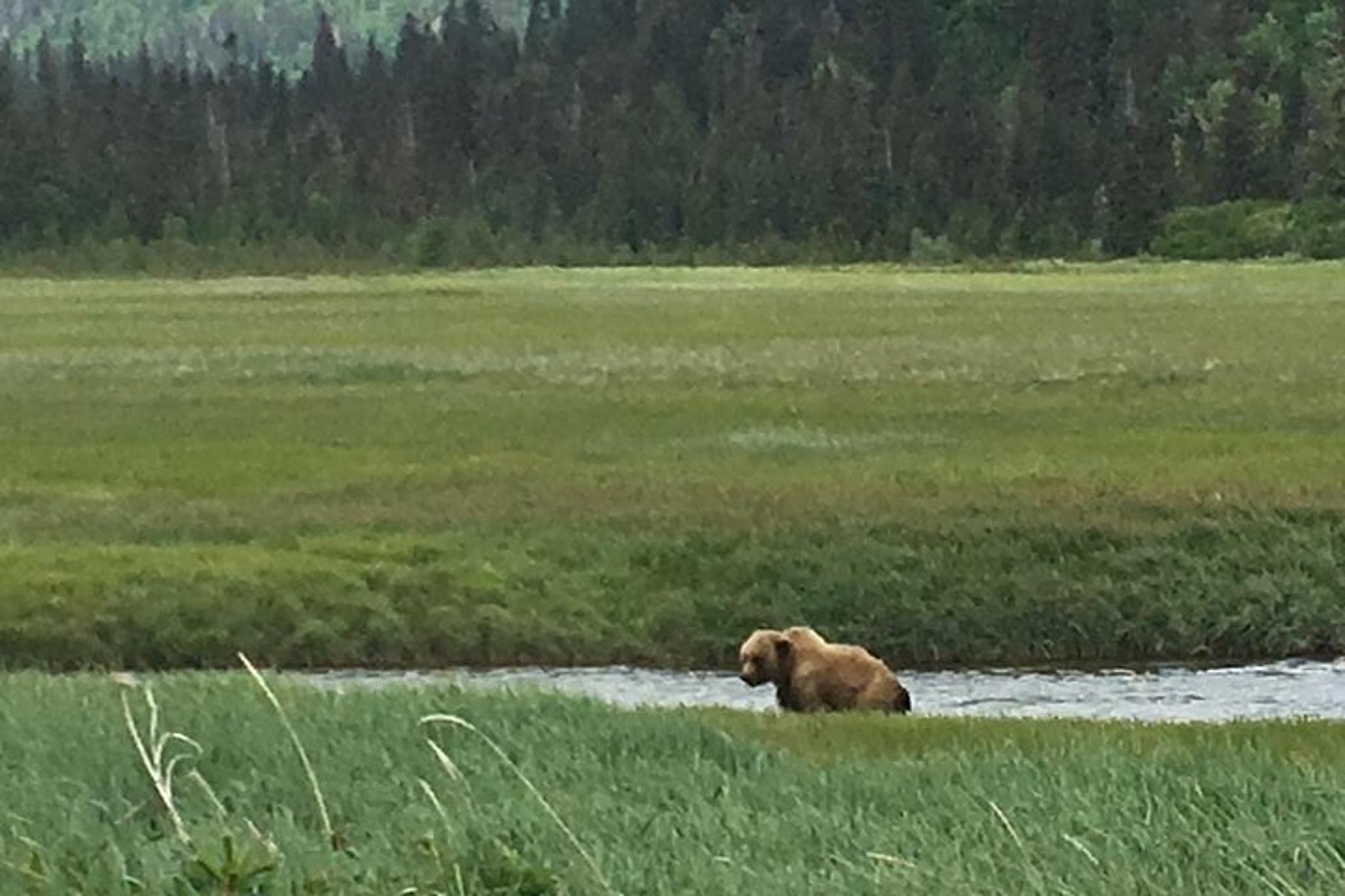 Anchorage Bear Viewing Airplane Adventure - Image 4