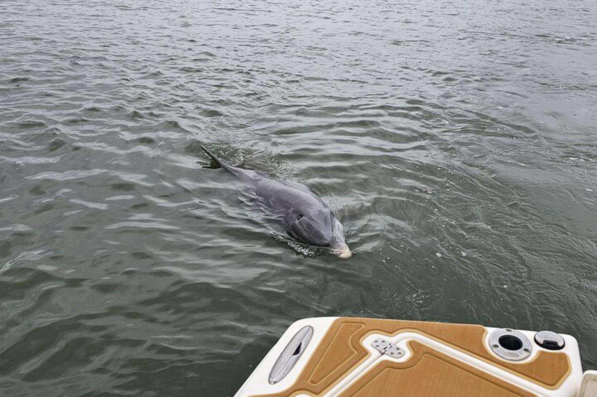Hilton Head Dolphin and Nature Tour 1 hr - Image 4