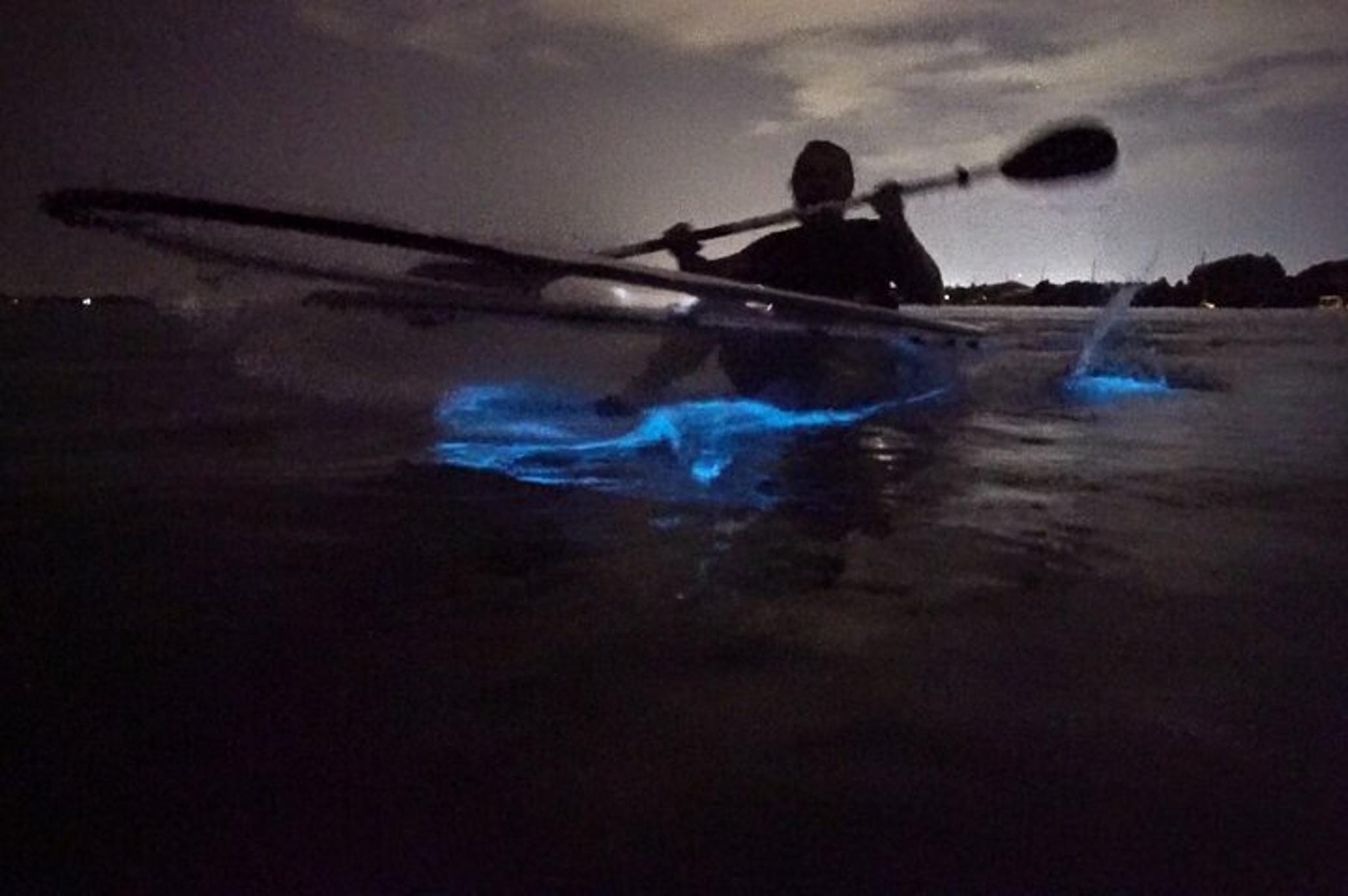 Merritt Island Clear Kayak Bioluminescence Tour 2 hr - Image 2