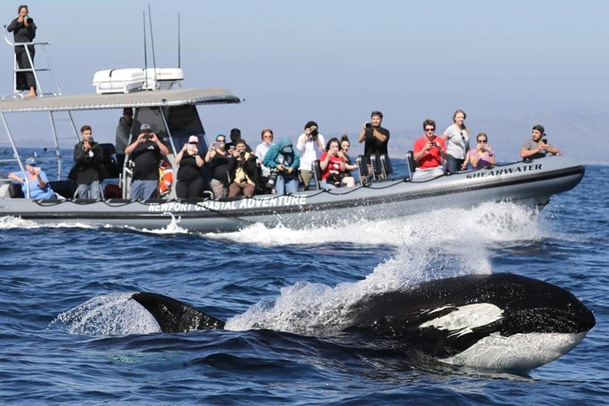 Newport Beach Whale Watching Adventure - Image 6