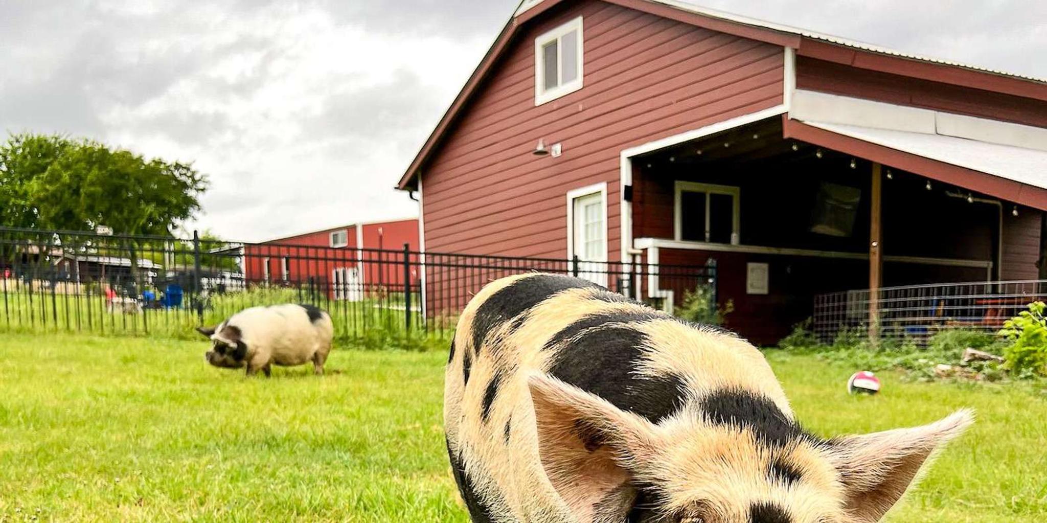 Hutto Kunekune Pig Farm Tour 45 Min