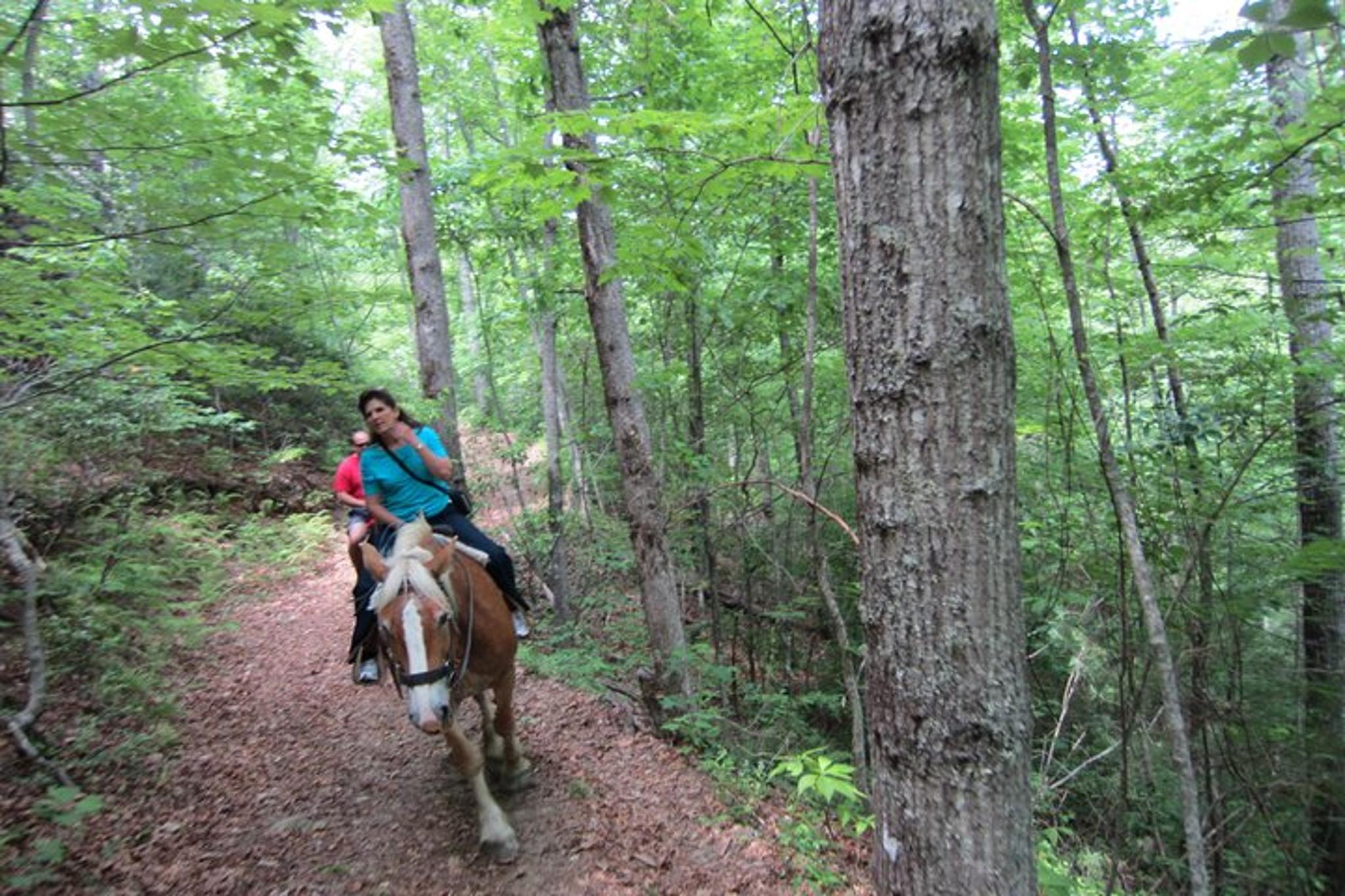 Cullowhee Horseback Ride through Flame Azalea and Fern Forest 75 min - Image 4