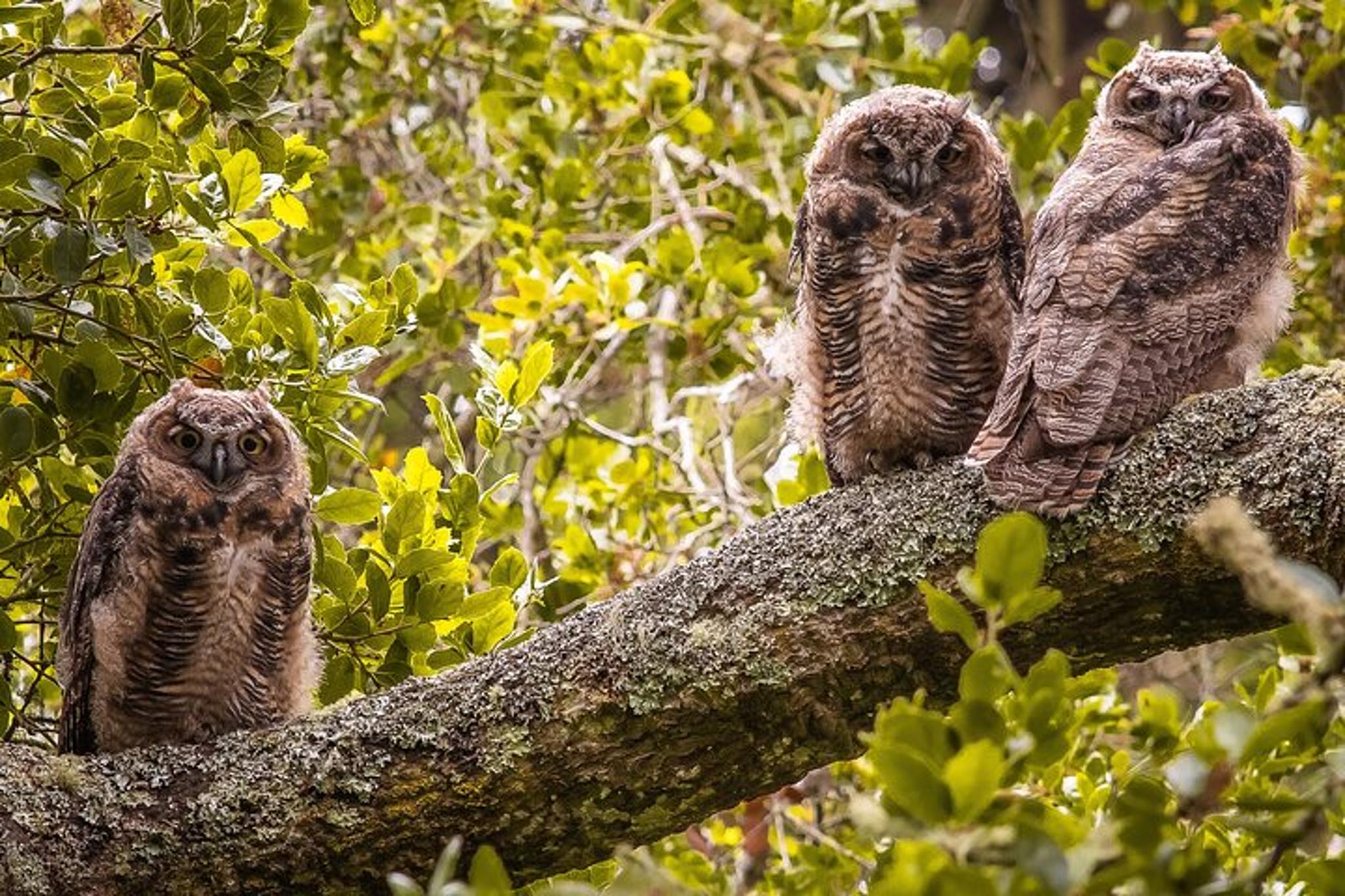San Francisco Wildlife Walking Tour at Twilight - Image 6
