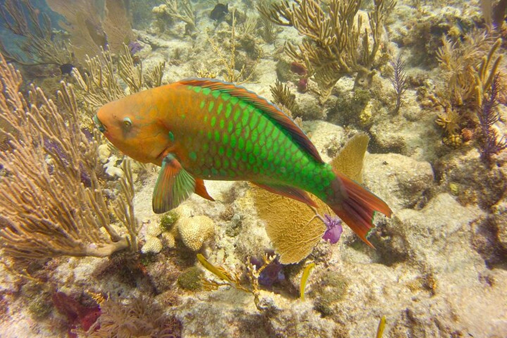 Key Largo Snorkel Tour Two Locations - Image 3