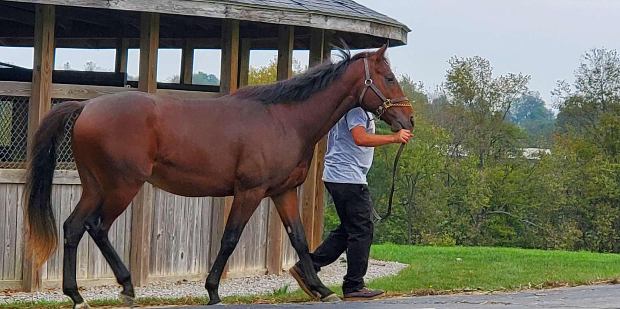 Lexington Horse Farm Tour with Insider Access - Image 2