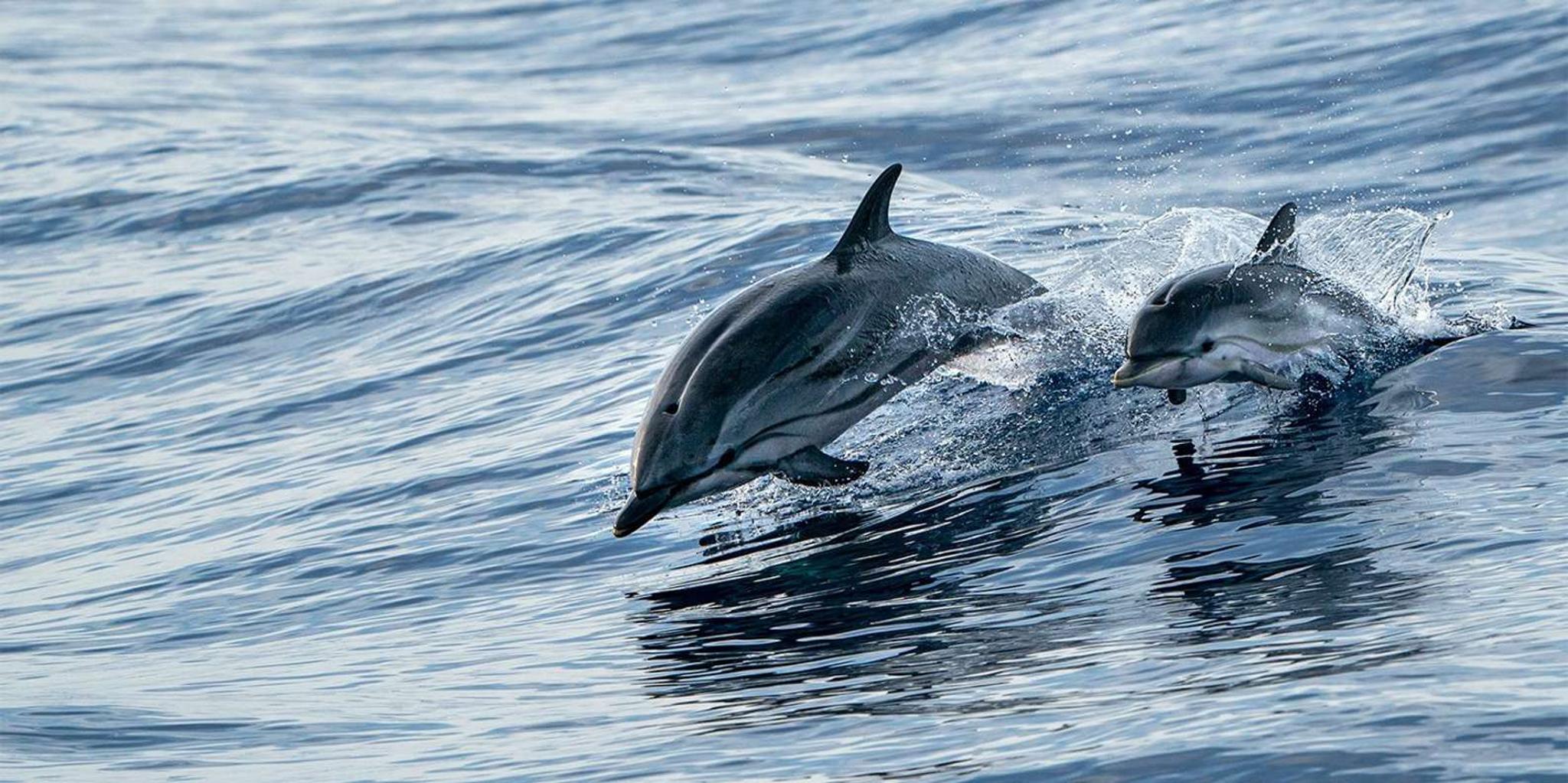 Destin Dolphin Watching Cruise - Image 3