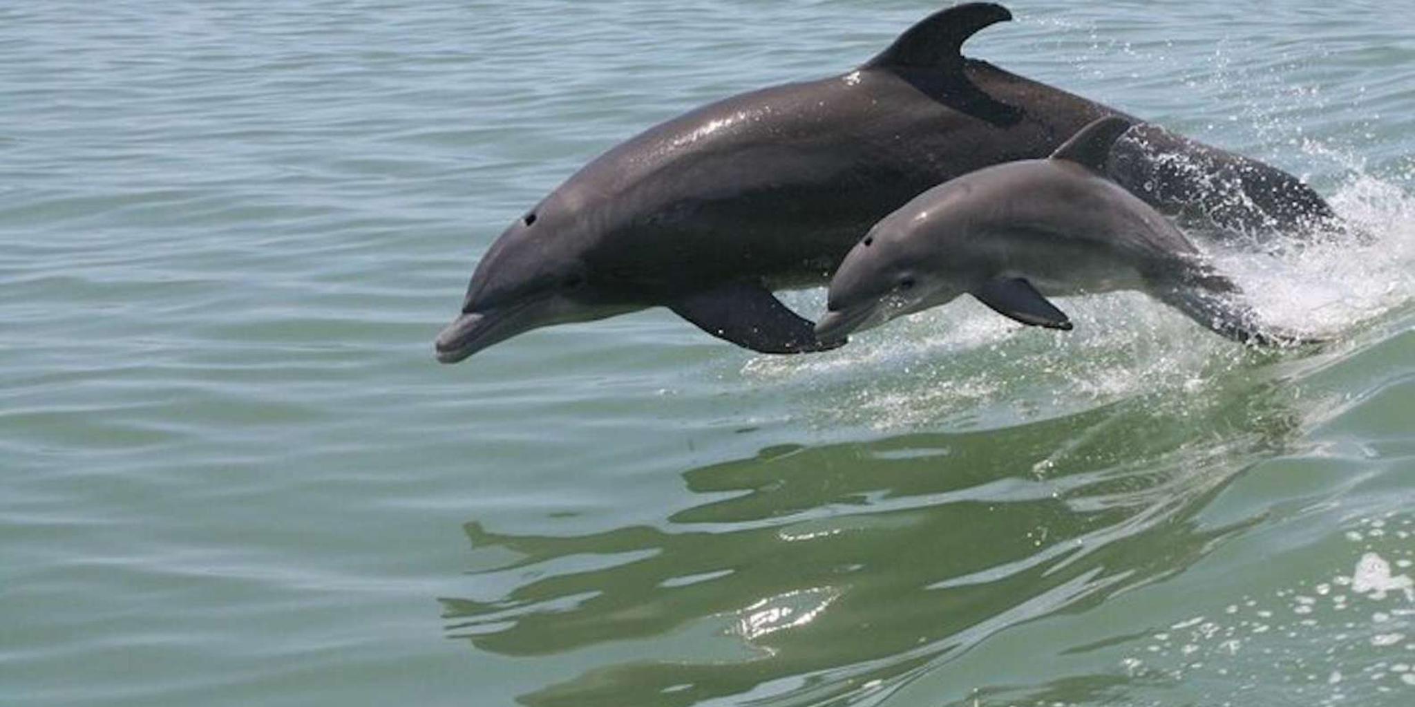 Destin Dolphin Watching and Sunset Cruise - Image 2