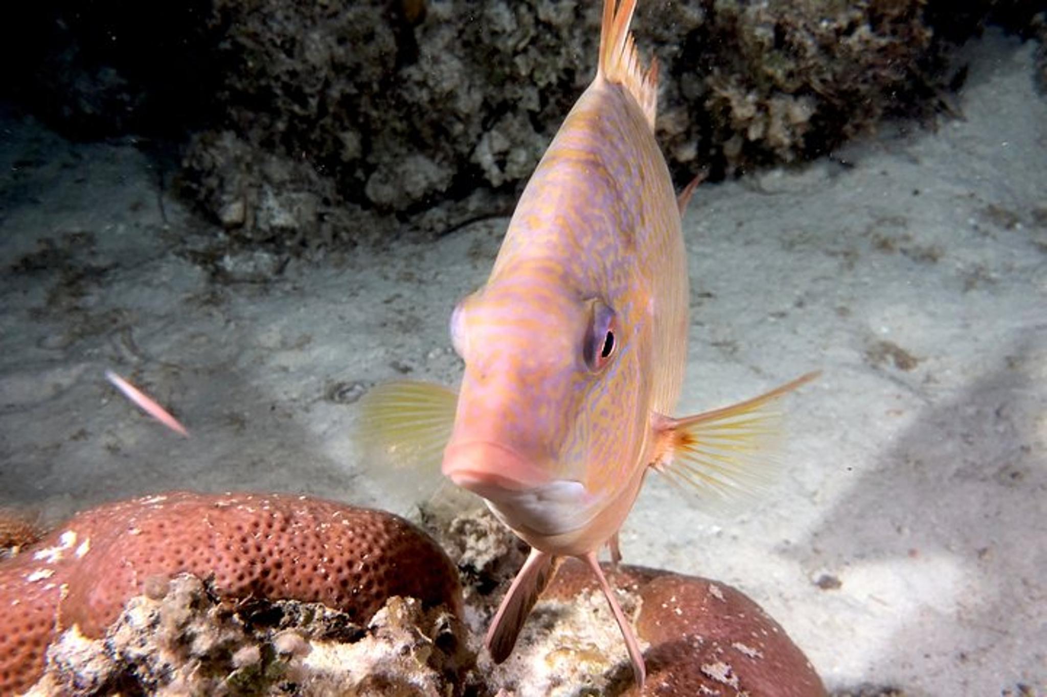 Florida Scuba Diving Experience - Image 1