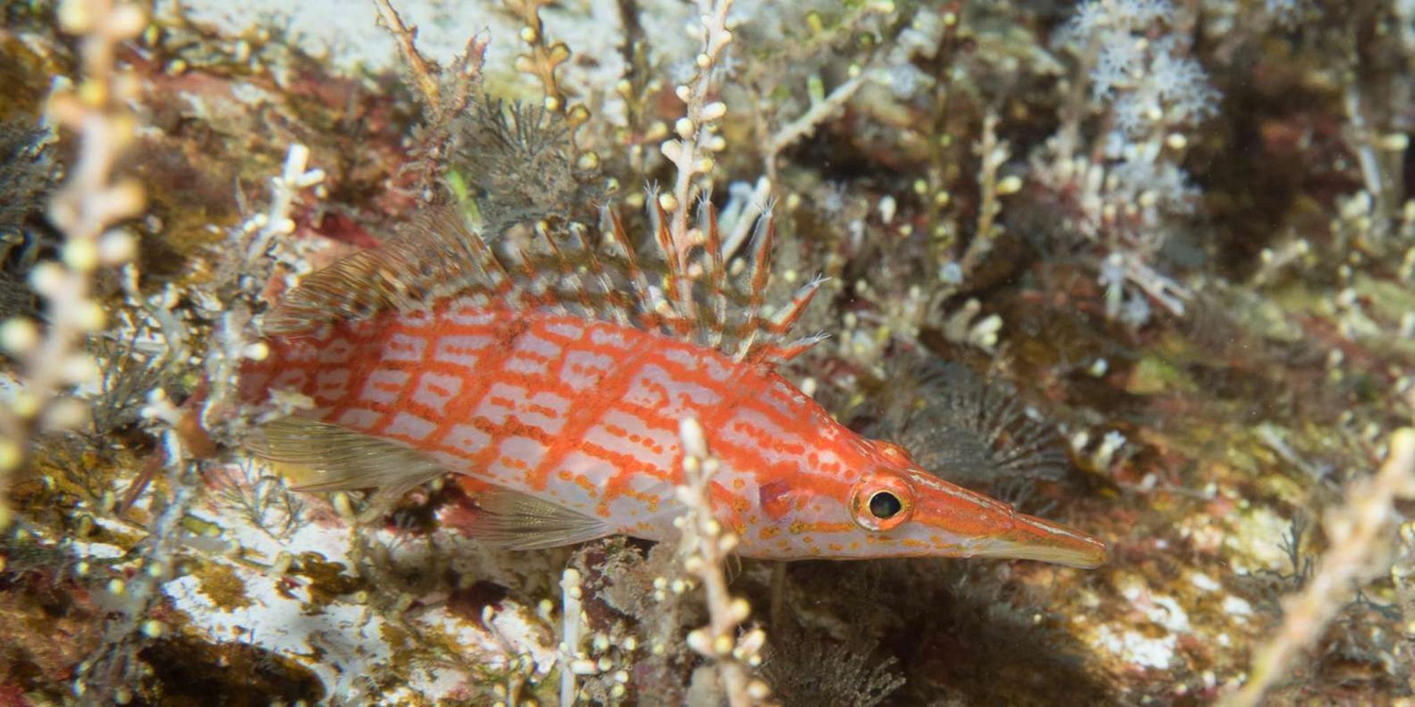 Maui Scuba Diving Introductory Lesson from Lahaina - Image 6