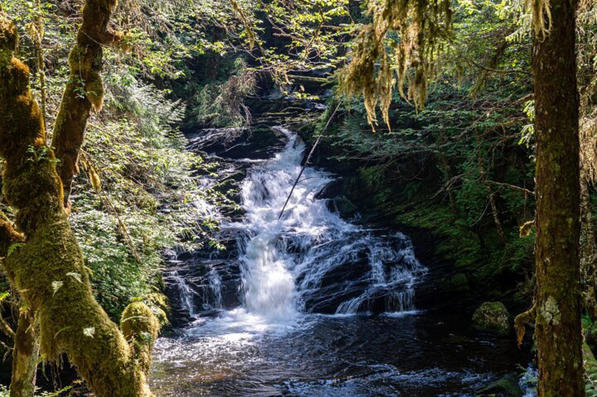 Ketchikan Old-Growth Creek Trek
