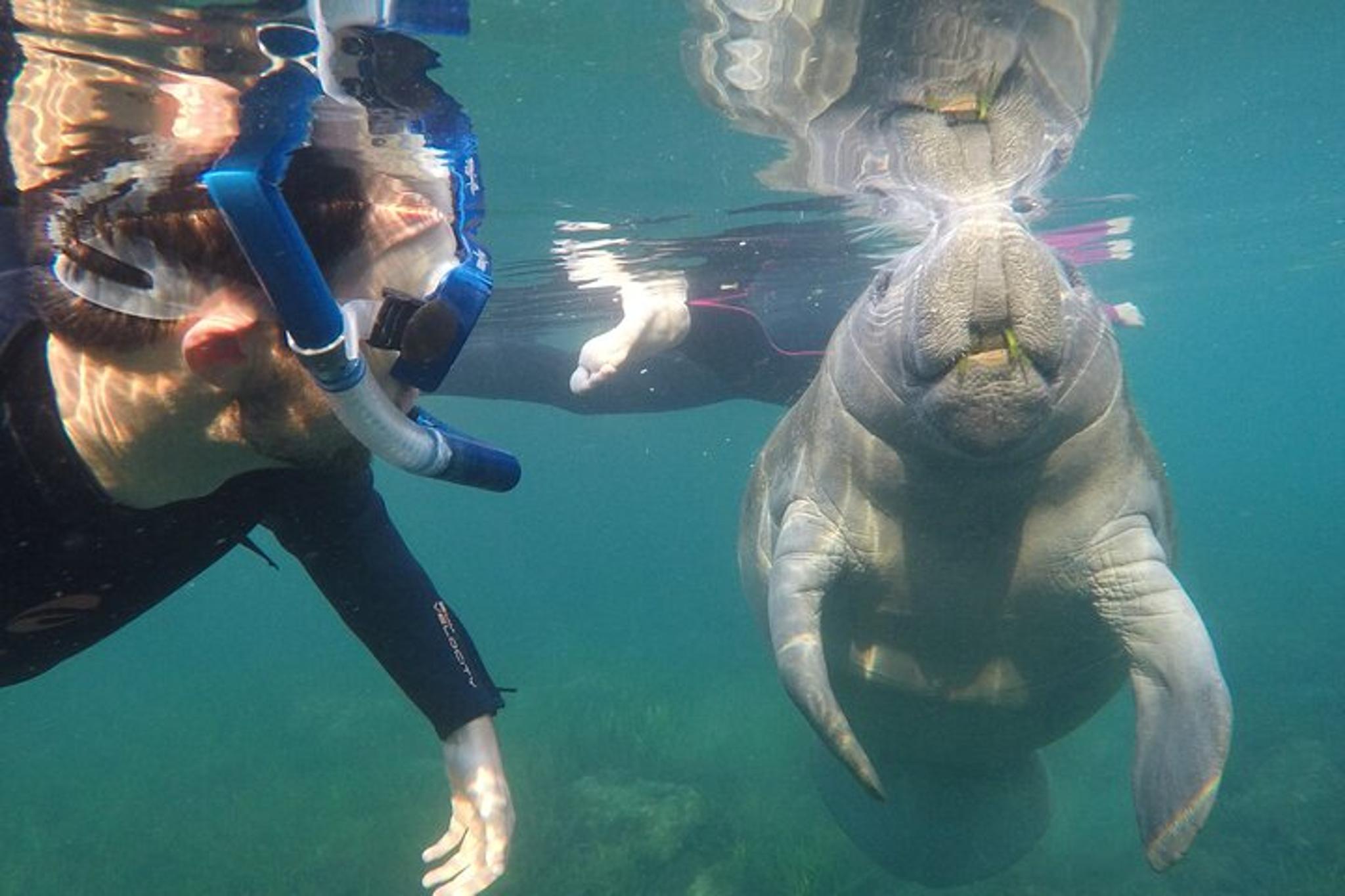 Crystal River Manatee Swim - Image 3