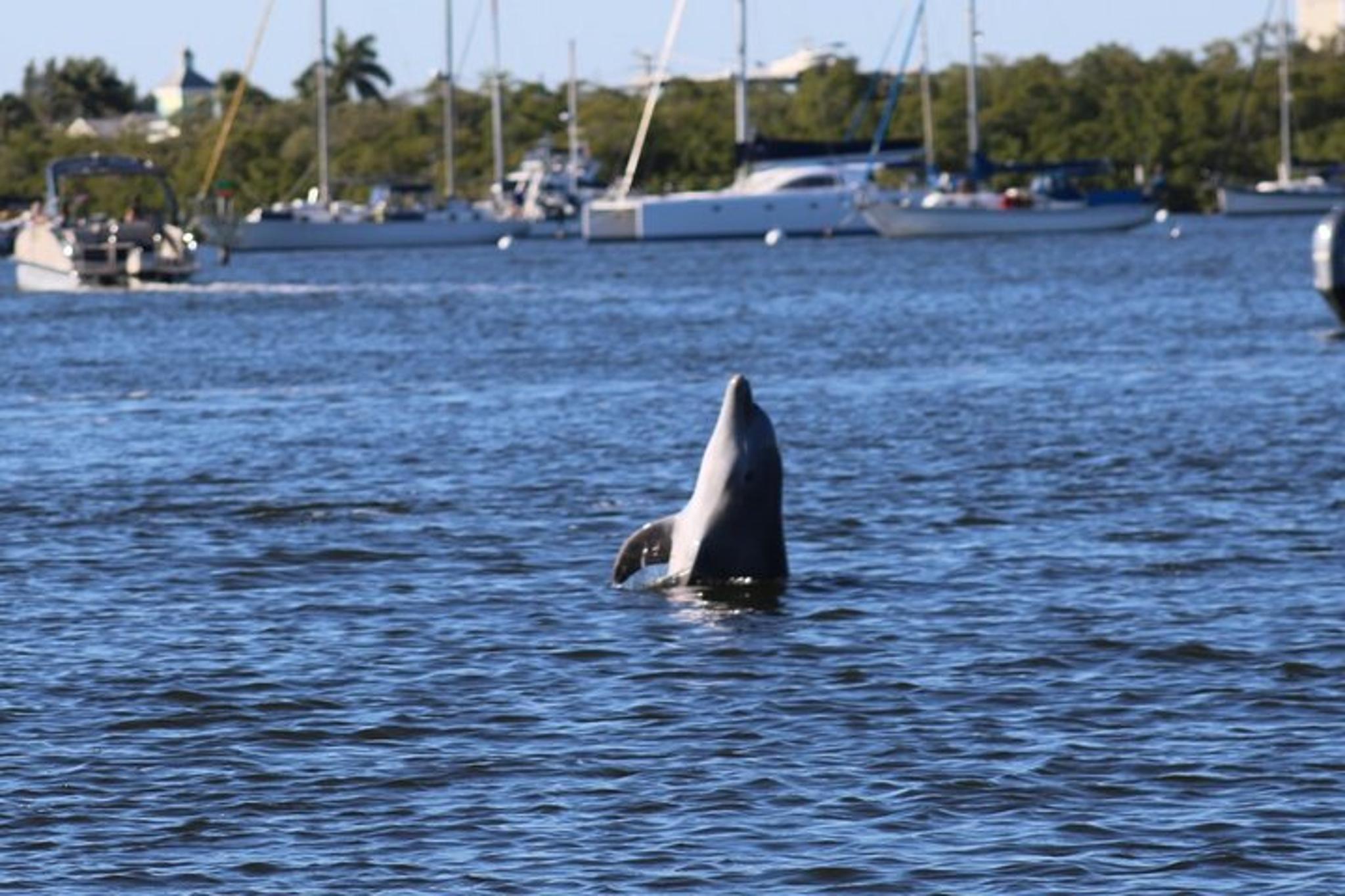 Fort Myers Beach Dolphin & Sightseeing Tour - Image 4