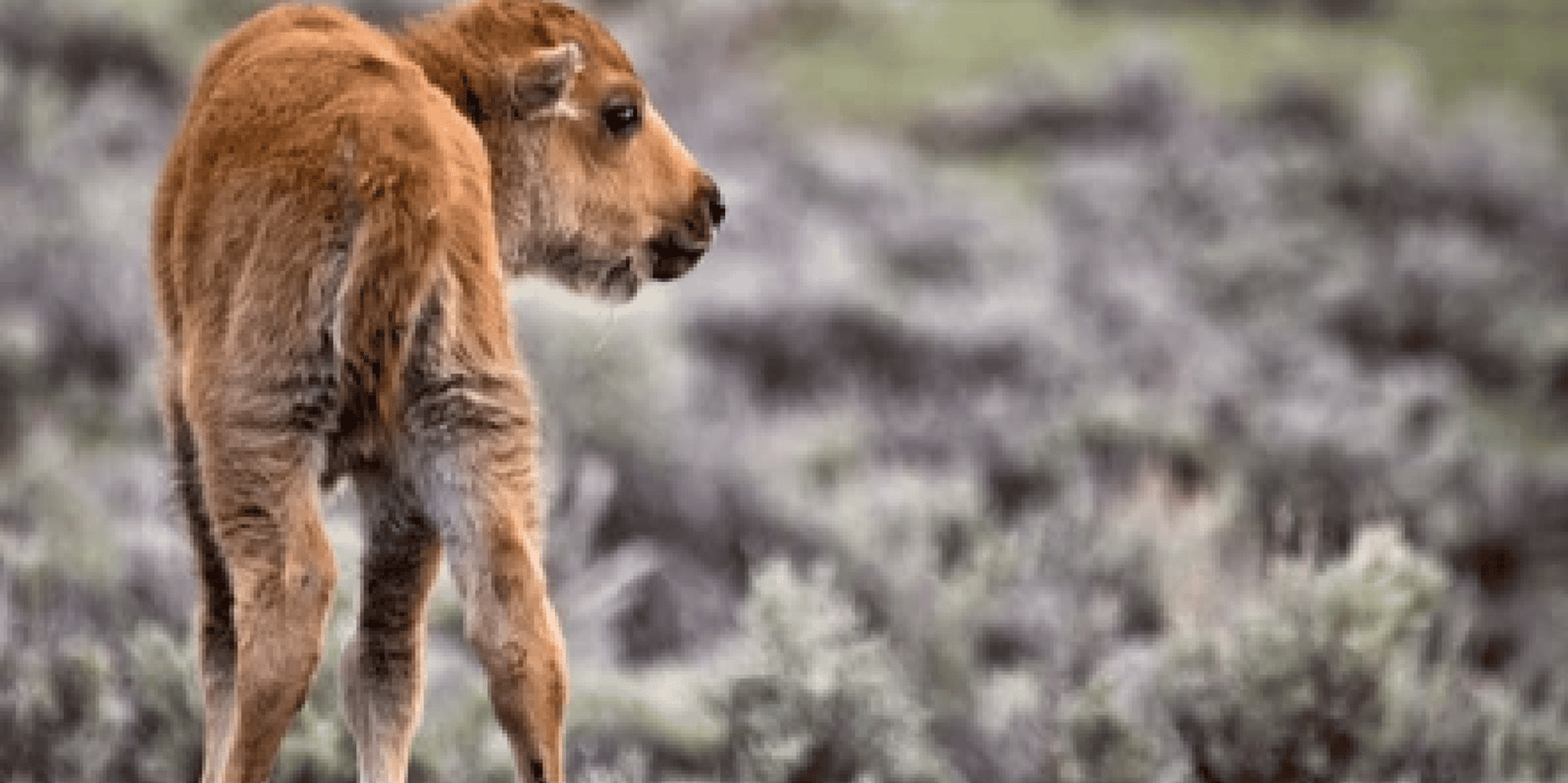 Jackson Grand Teton Wildlife and Scenery Tour with Lunch - Image 6