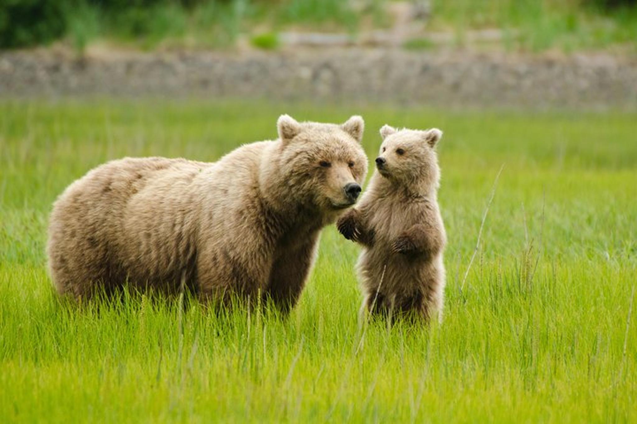 Anchorage Bear Viewing Airplane Adventure