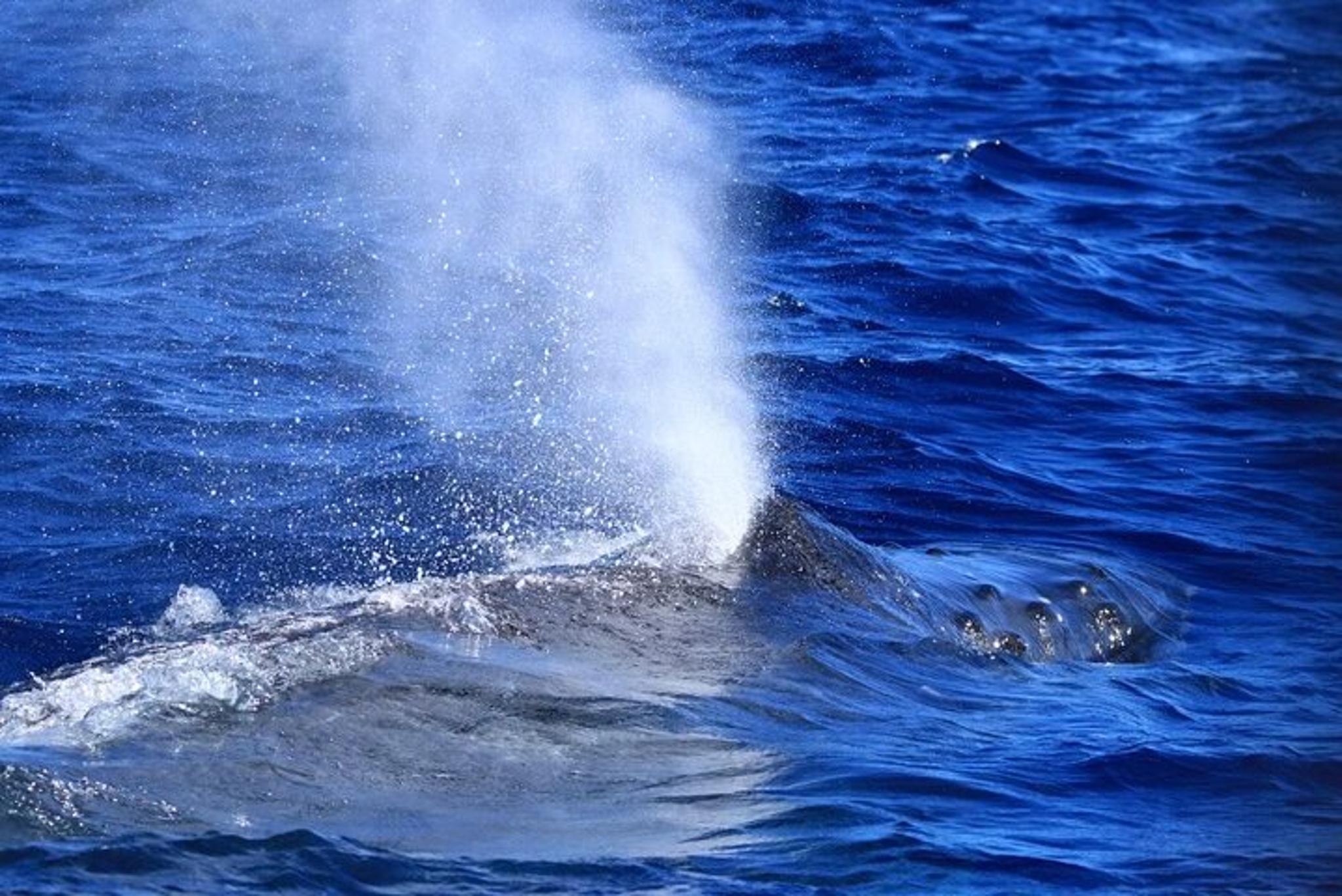 Kona Whale Watching Tour 2.5 Hr - Image 6