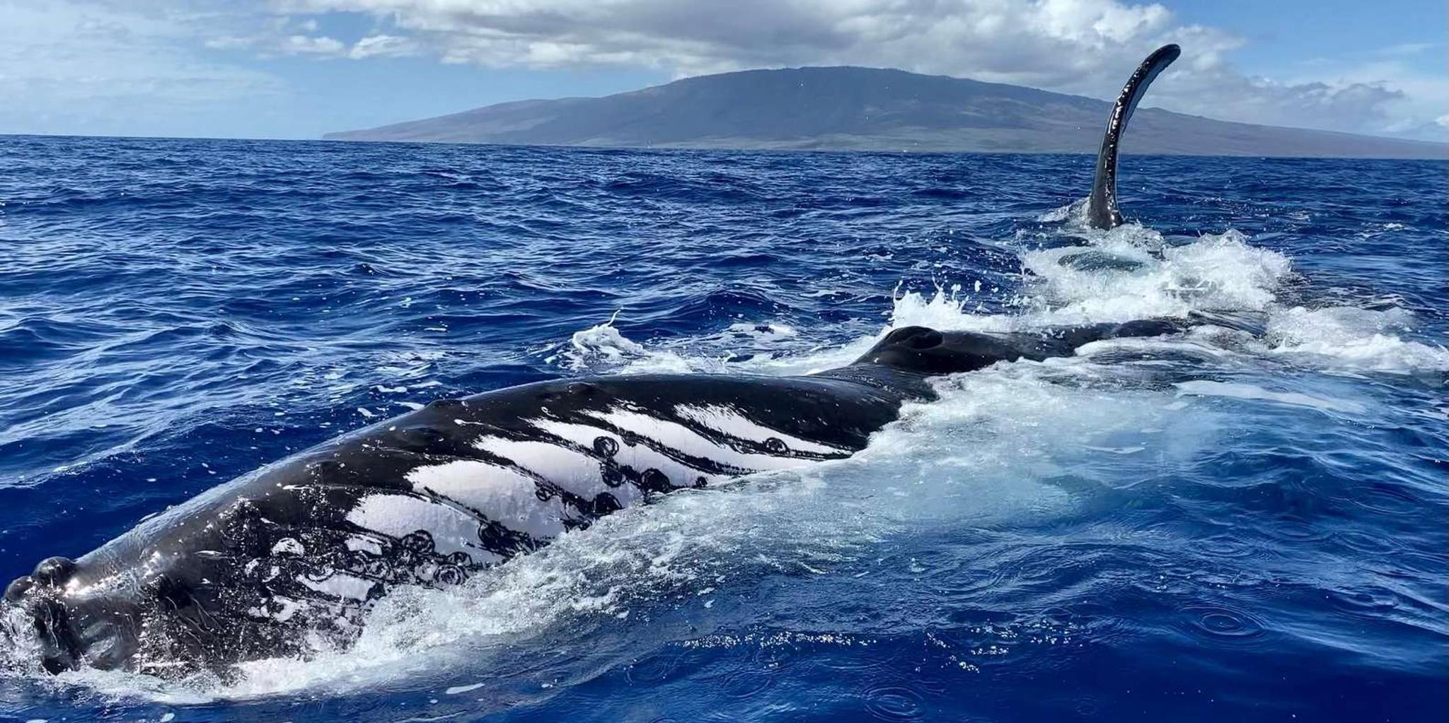 Lahaina Whale Watching Tour at Sunrise - Image 3
