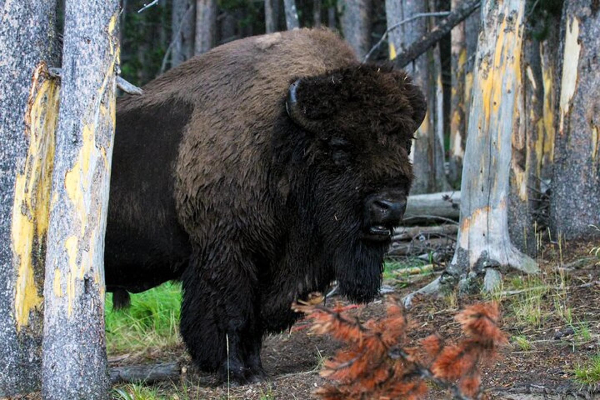 Yellowstone National Park Private Tour with Lunch - Image 2