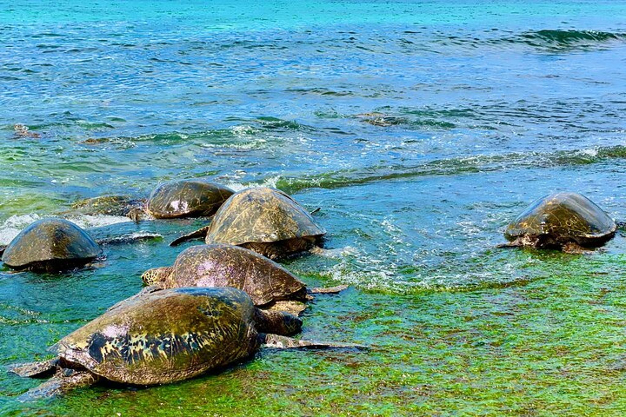 Oahu Circle Island Tour with Turtle Swim