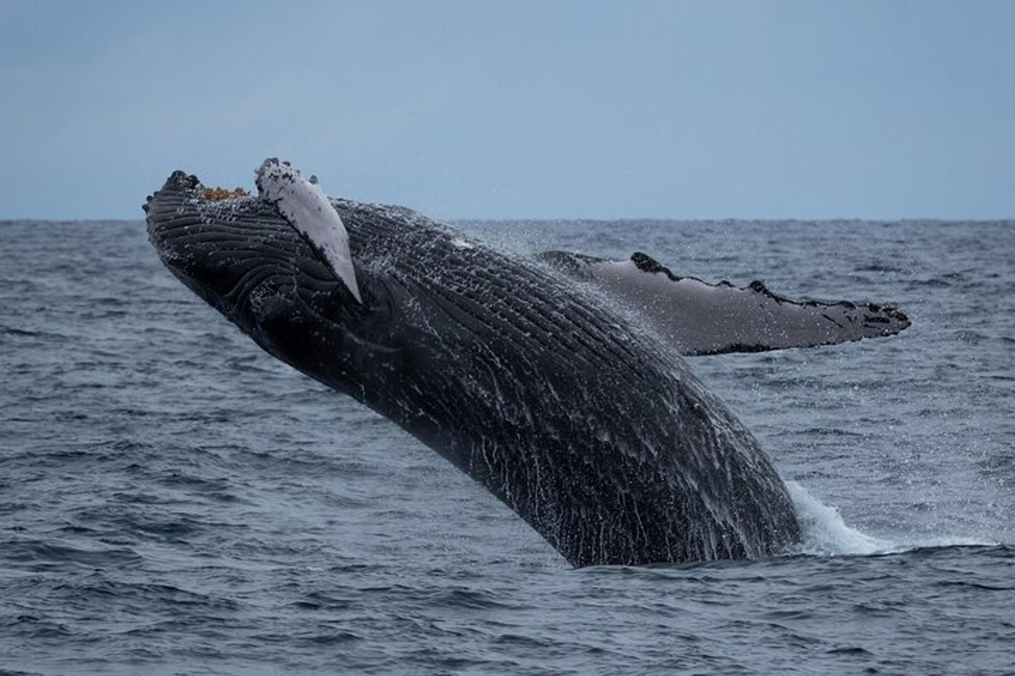 Waikīkī Whale Watching Exploration - Image 4