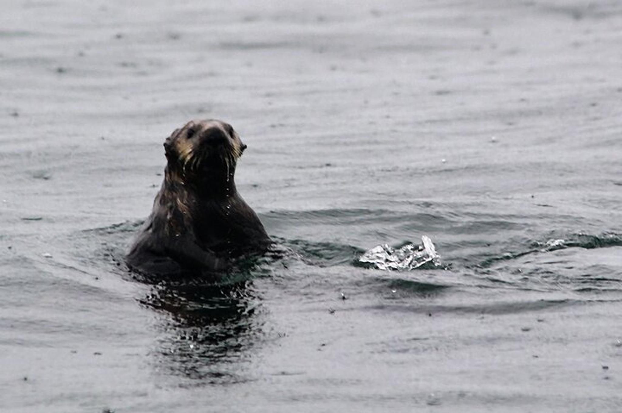 Sitka Marine Wildlife Tour - Image 3