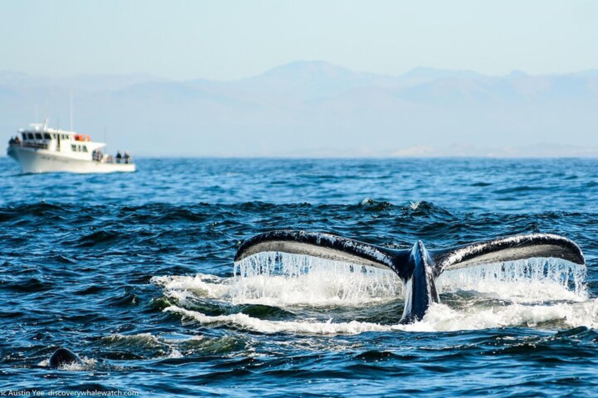 Monterey Whale Watching Tour 3 hr