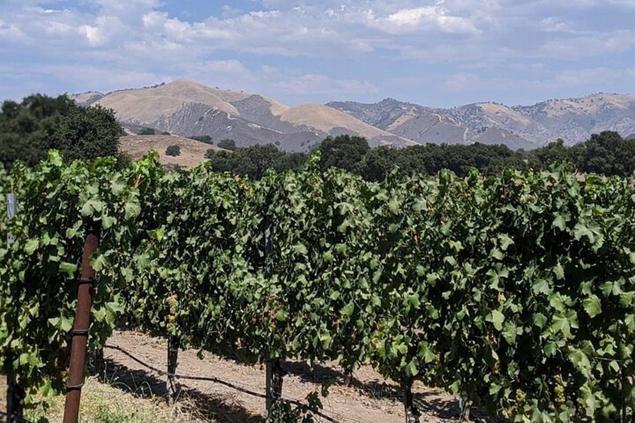 Santa Ynez Valley Wine Tasting Tour - Image 3