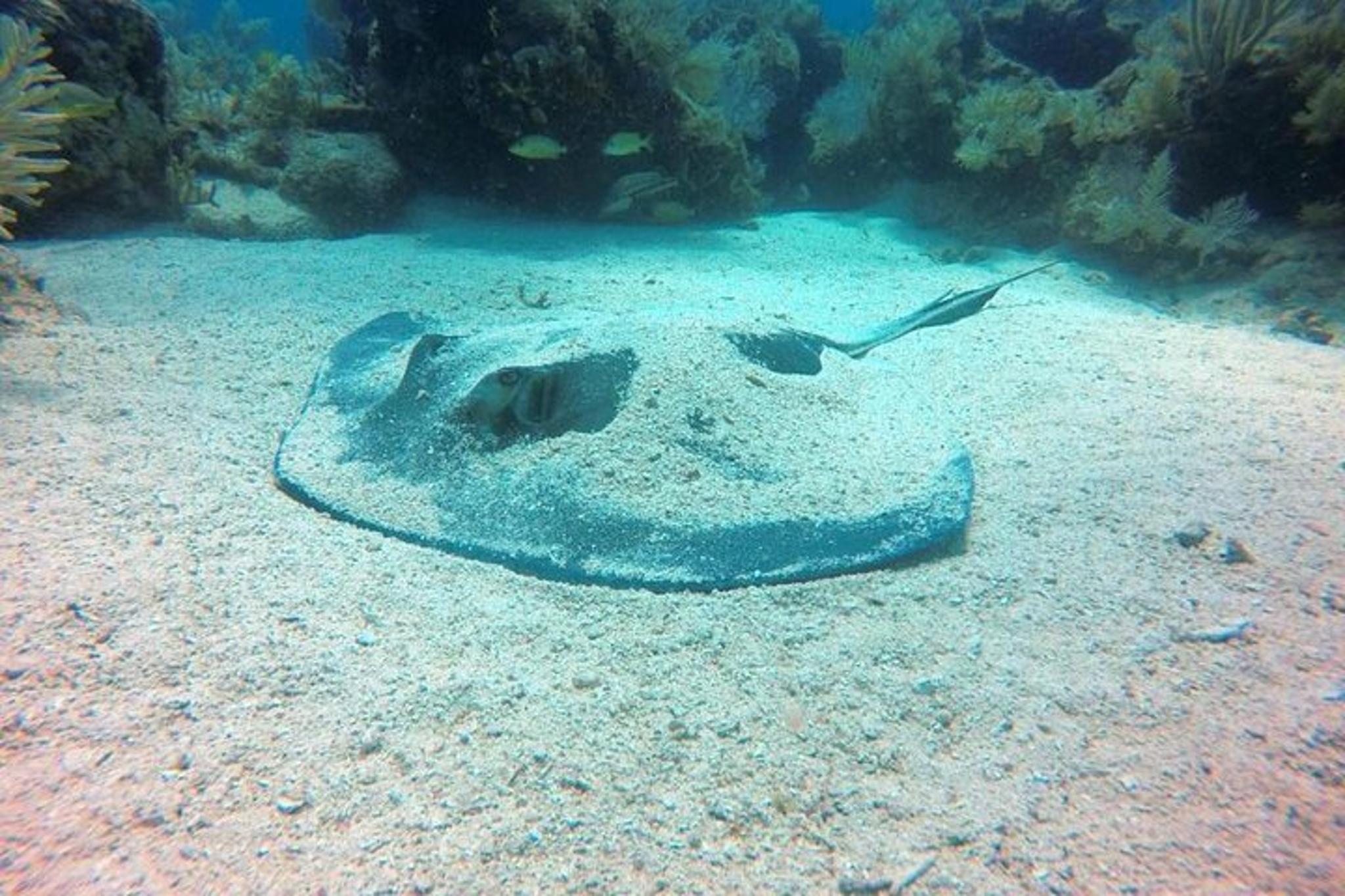 Key Largo Scuba Diving Experience 1 Day - Image 4