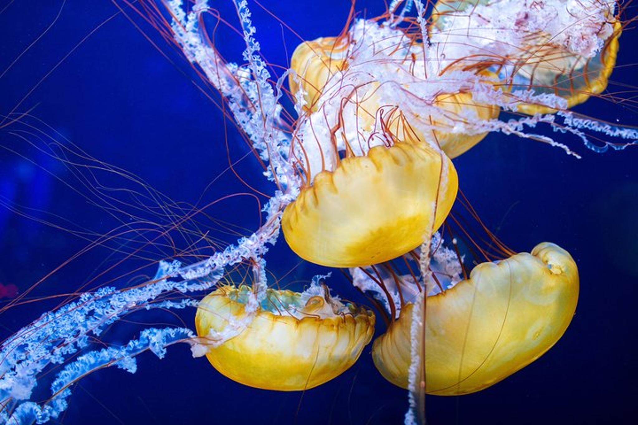 San Francisco Aquarium of the Bay Admission - Image 3
