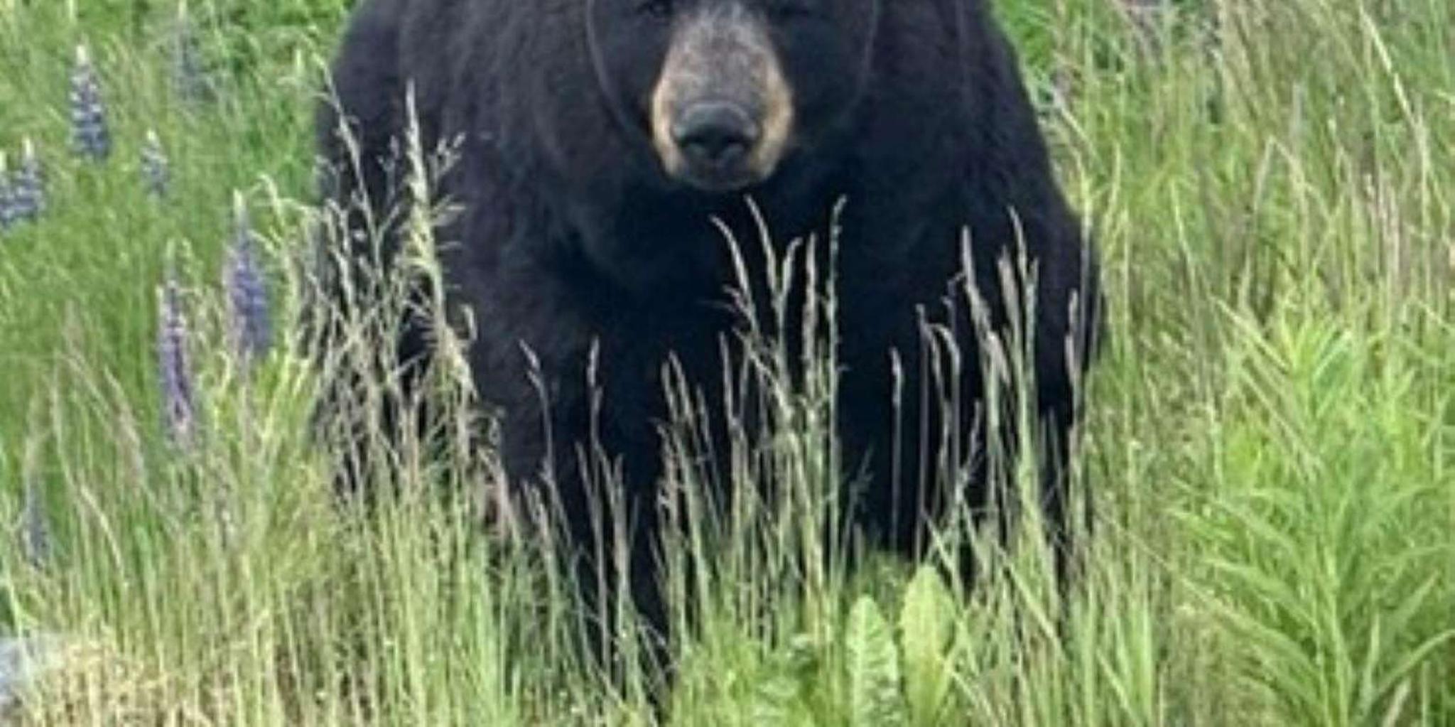 Seward to Anchorage Transit Tour with Port Pickup - Image 5