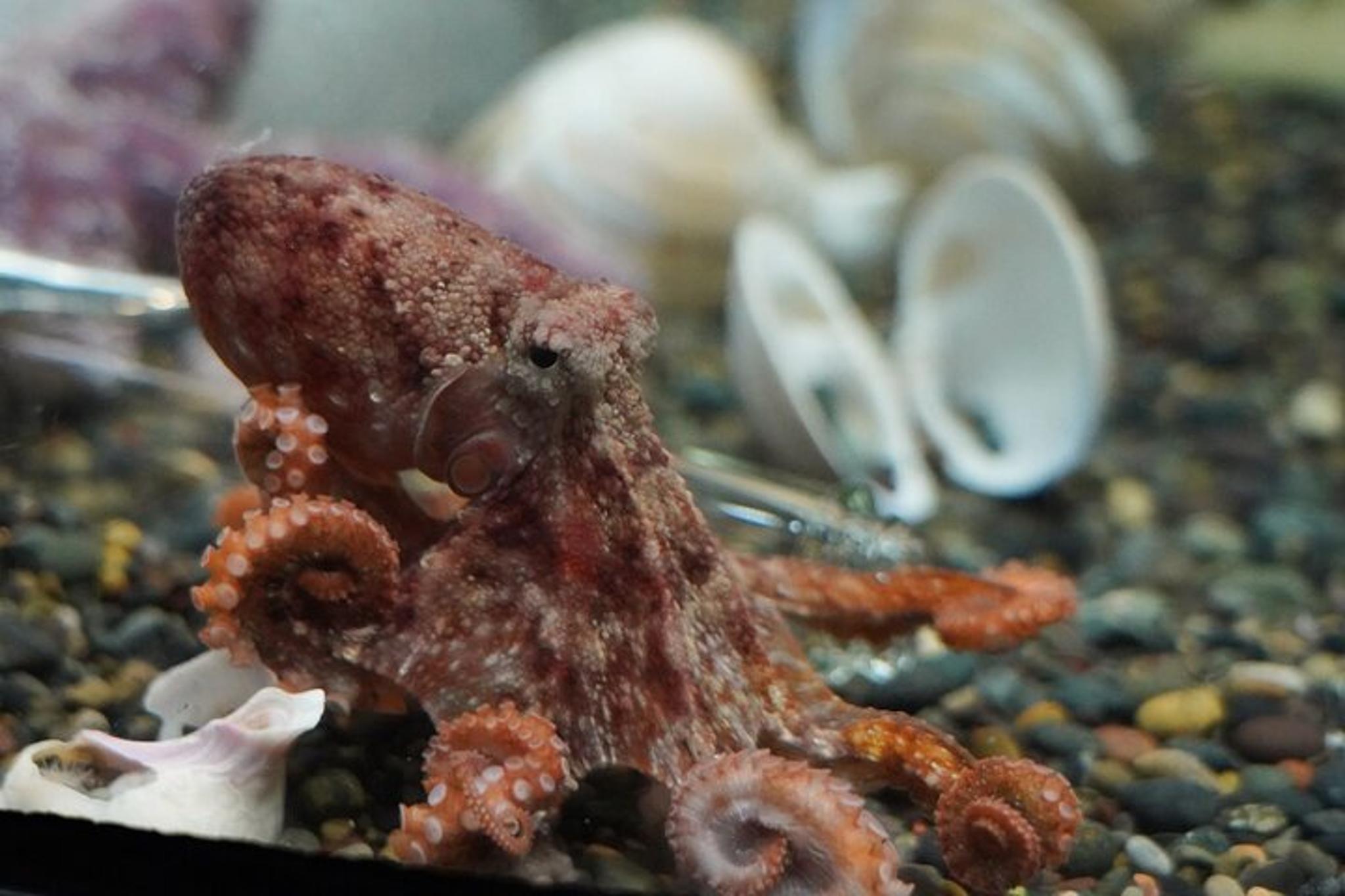 San Francisco Aquarium of the Bay Experience - Image 3