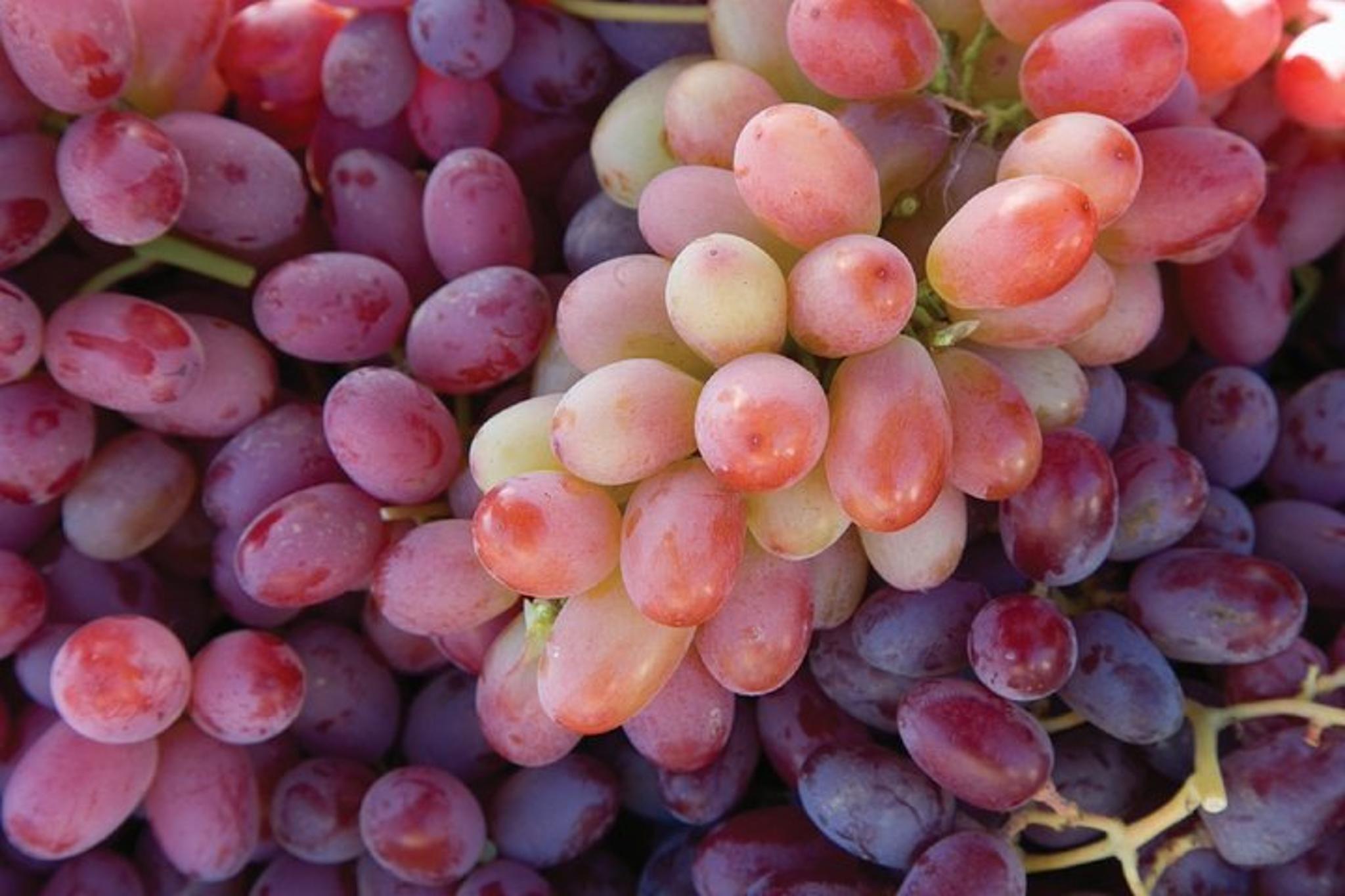 Sonoma and Napa Wine Tour Private 8-10 Hours