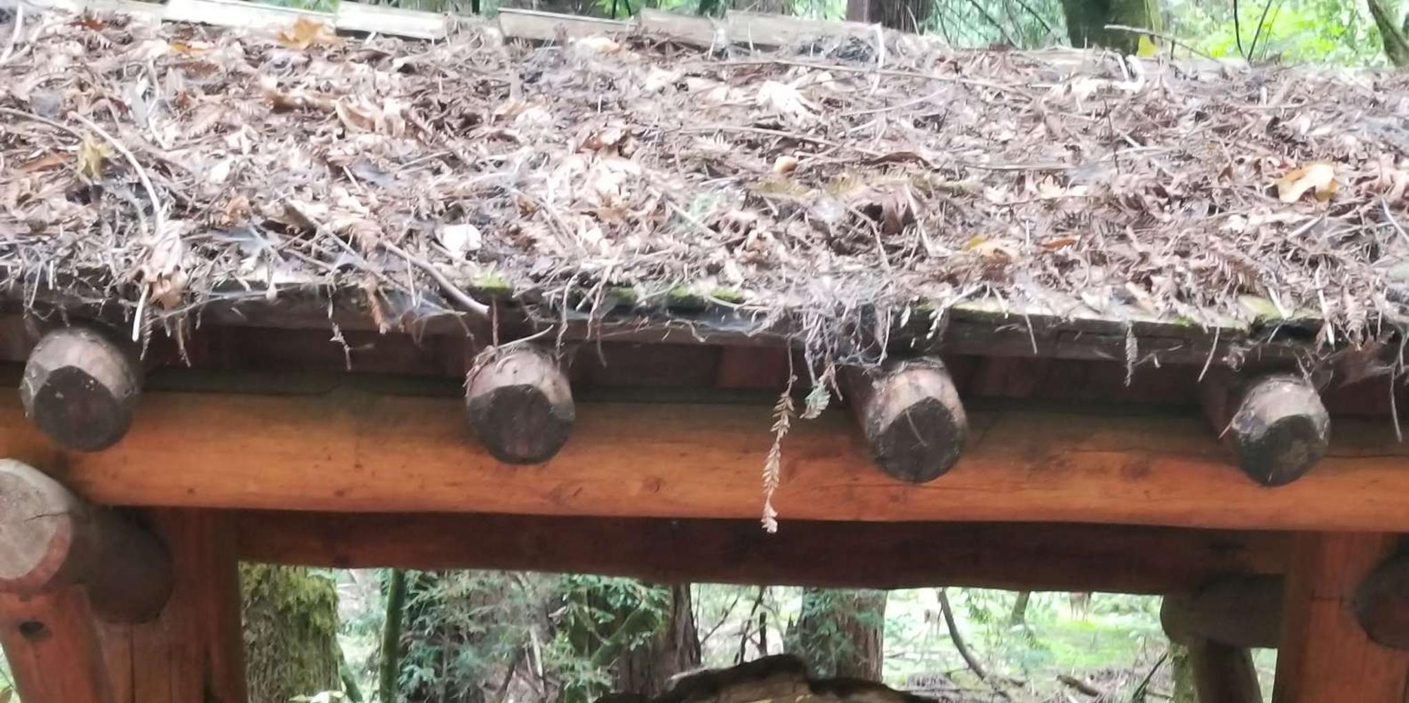 San Francisco Muir Woods and Marin Headlands Tour - Image 4