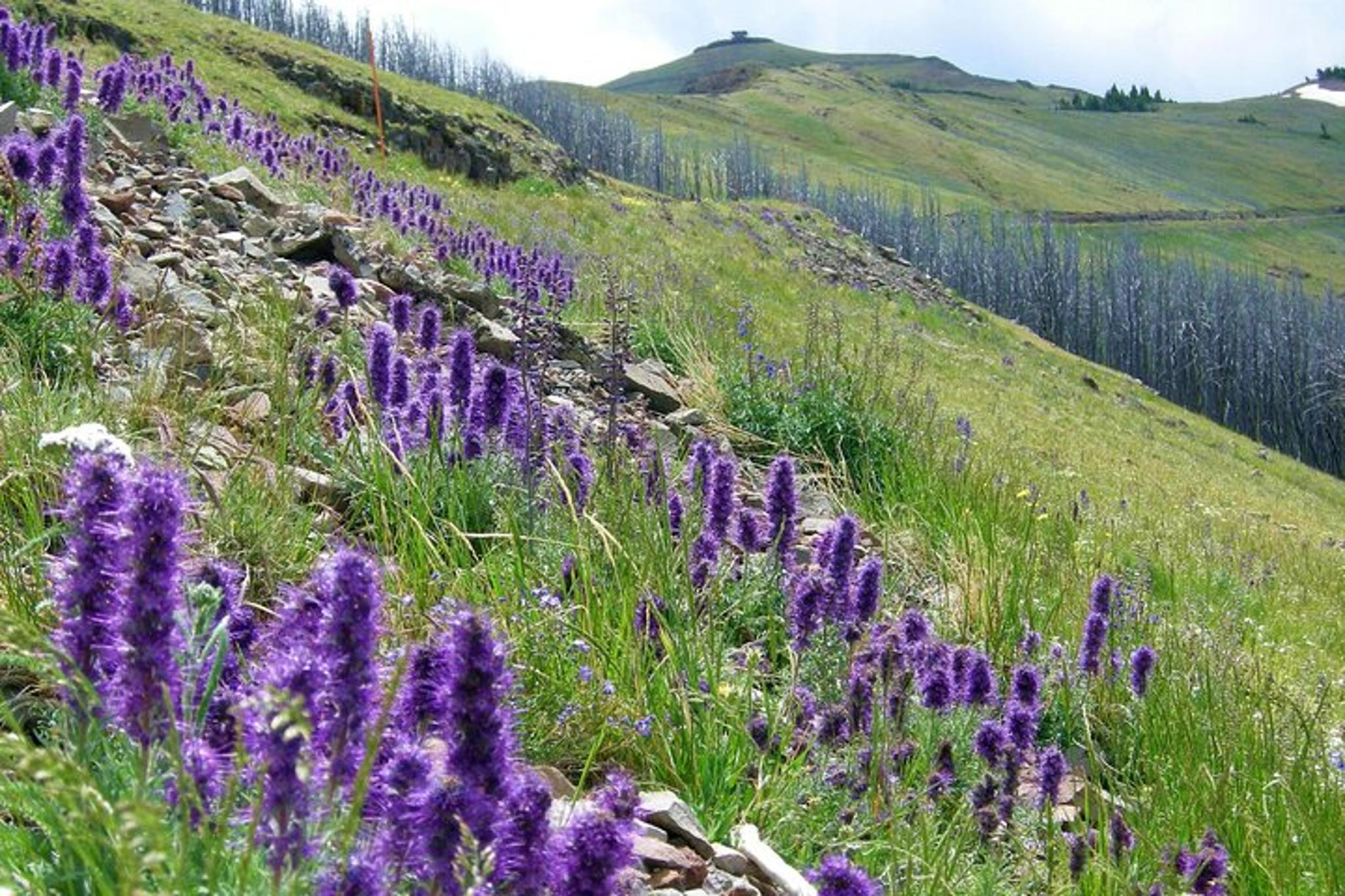 Yellowstone Mount Washburn Naturalist Day Hike - Image 5