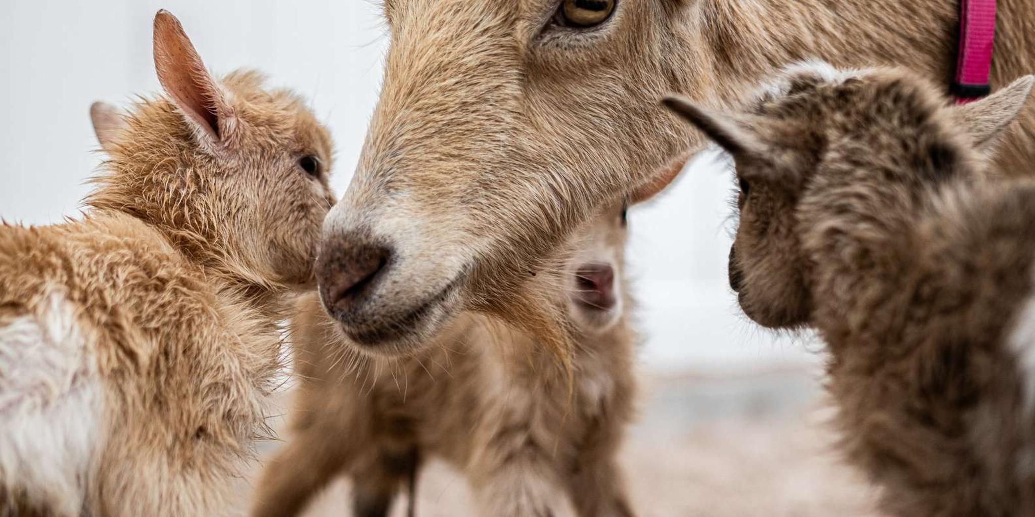 Phoenix Zoo Admission Ticket - Image 3