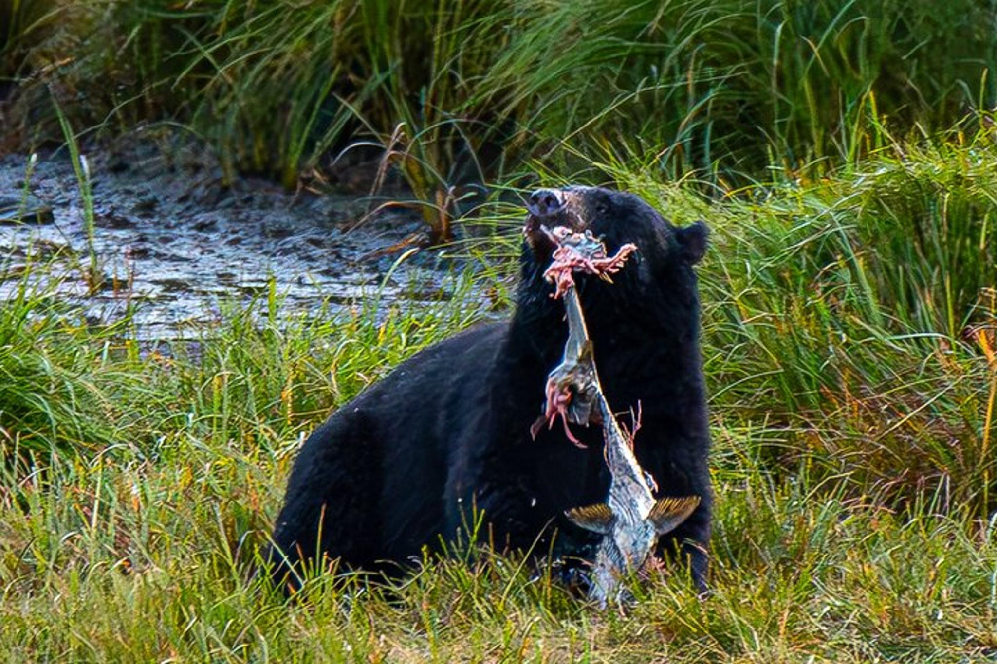 Ketchikan Alaskan Wildlife & Scenery Private Tour