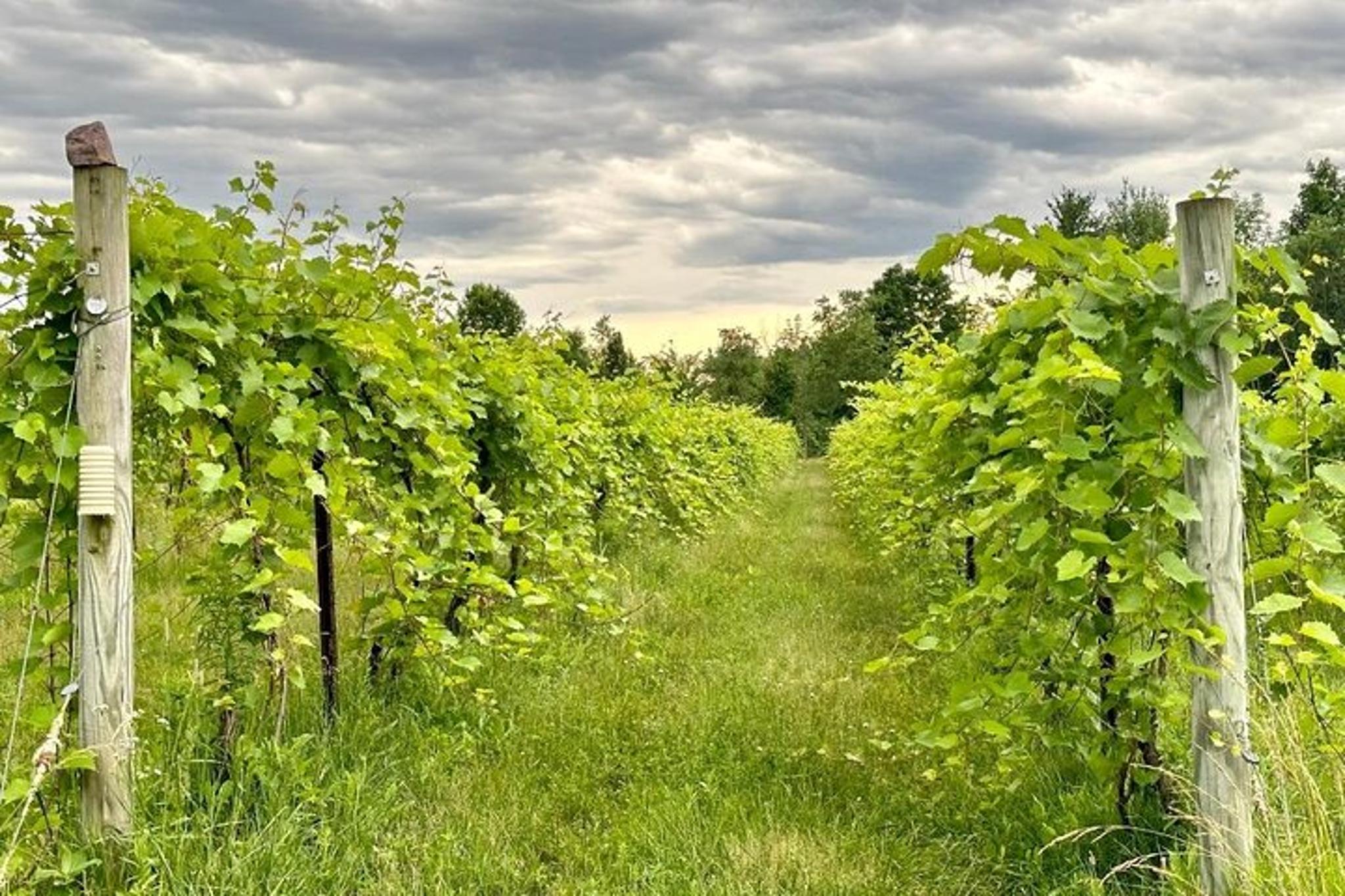 Vermont Wine & Cider Tour - Image 2