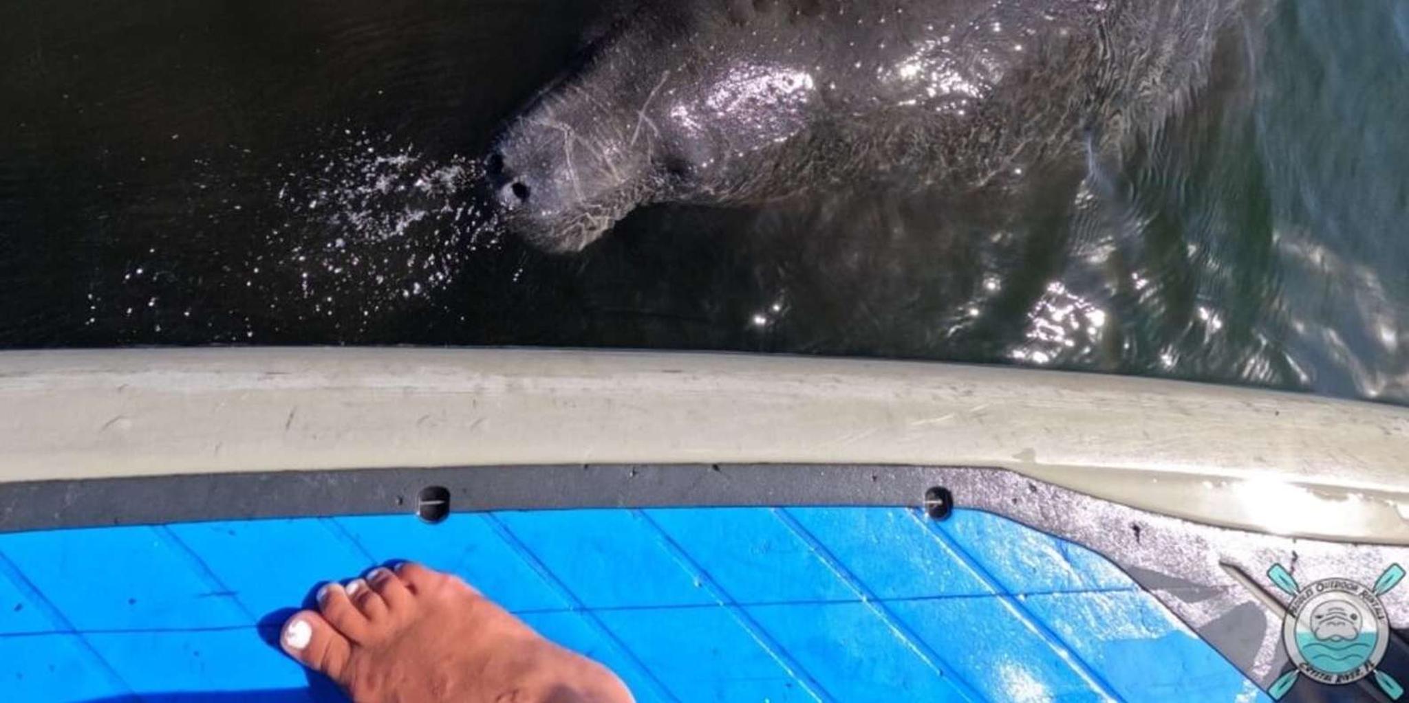 Crystal River Paddle Board Rental - Image 5