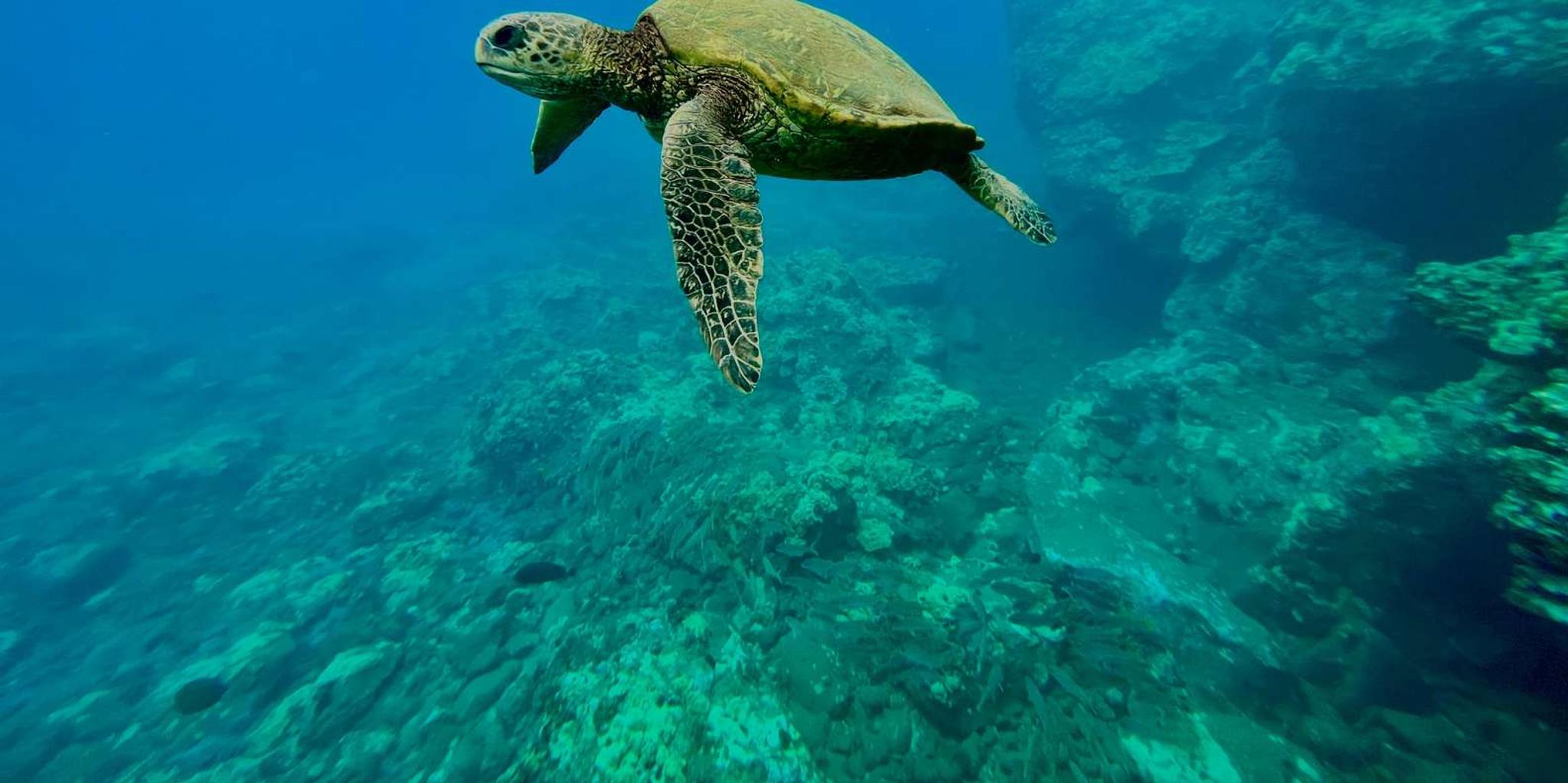 Maui Snorkel and Kayak Tour at Turtle Town - Image 4