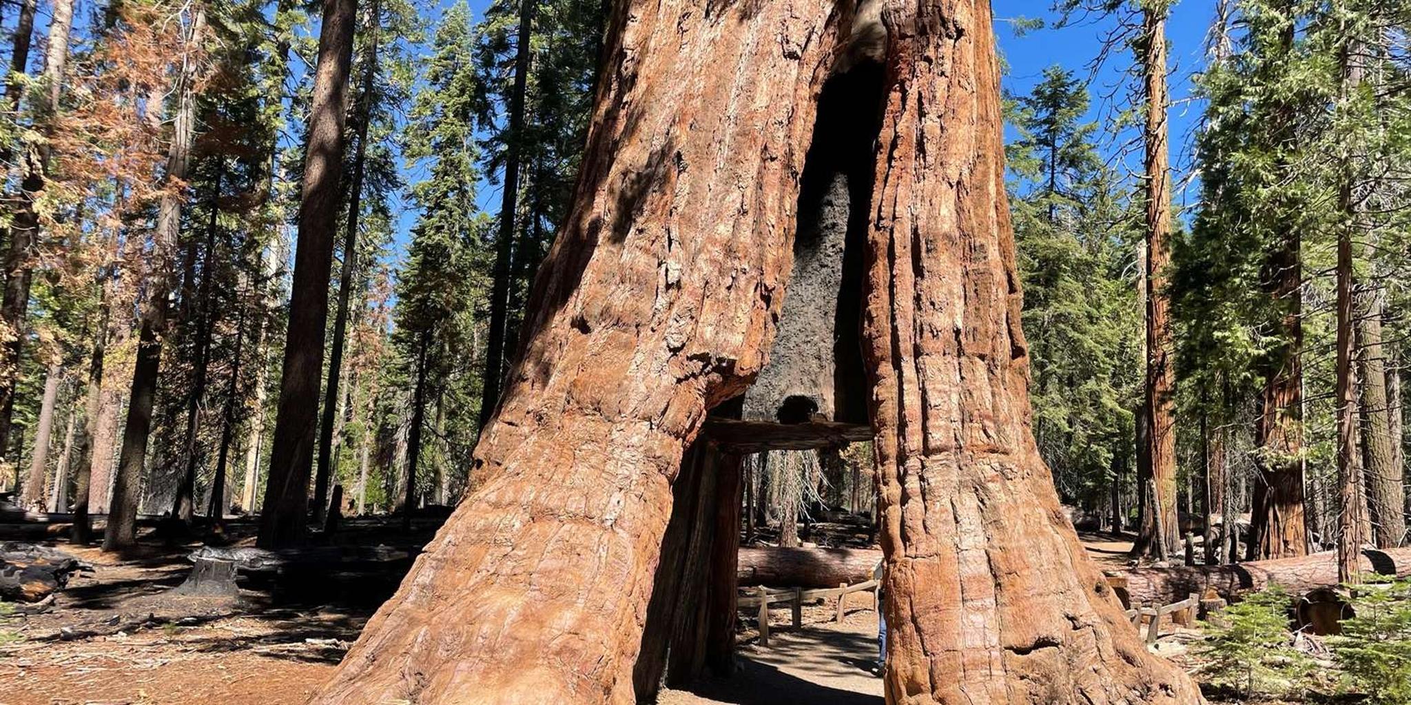 Yosemite National Park & Giant Sequoias Tour from San Francisco - Image 4