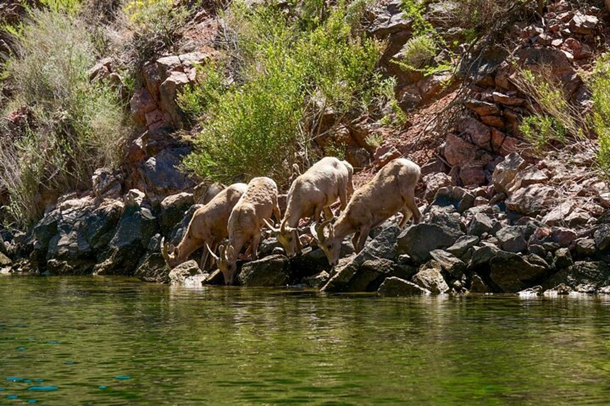 Black Canyon Narrows Kayak & Hike Tour - Image 6