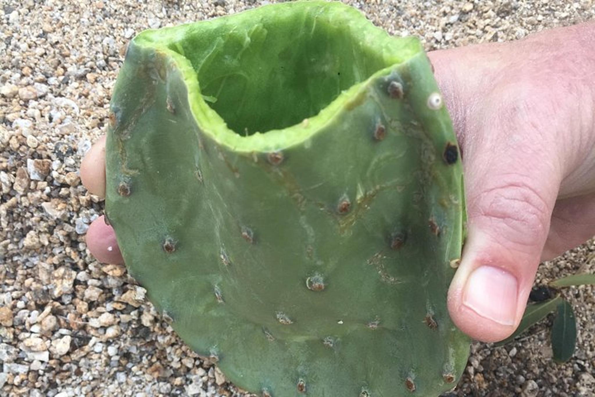 Tucson Sonoran Desert Hike with Wild Foods and Survival Skills 2 hr - Image 2