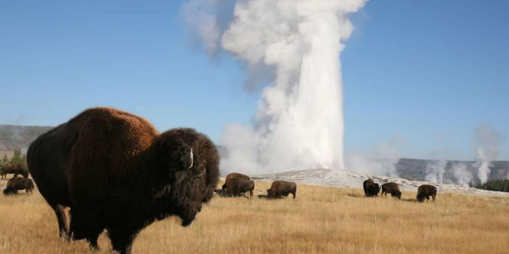 Cody Yellowstone National Park Full-Day Tour