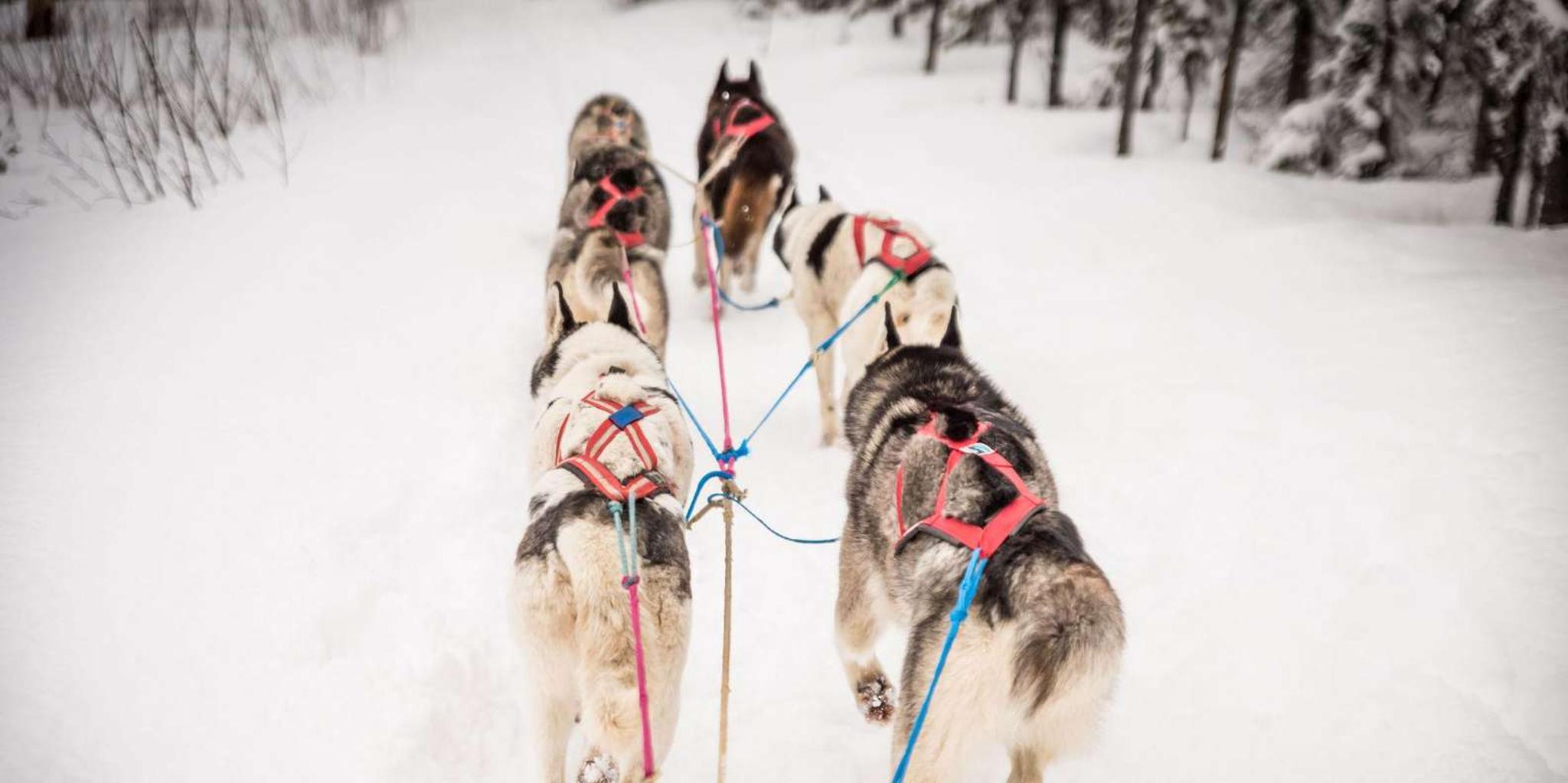 Fairbanks Dog Sledding Adventure - Image 2