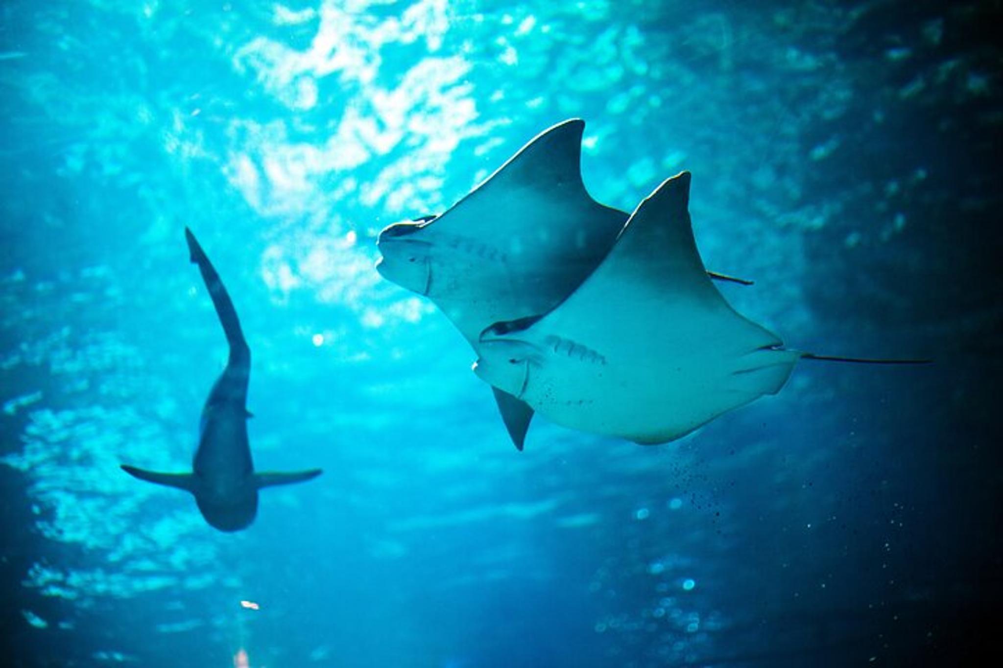 Auburn Hills Aquarium Admission - Image 1