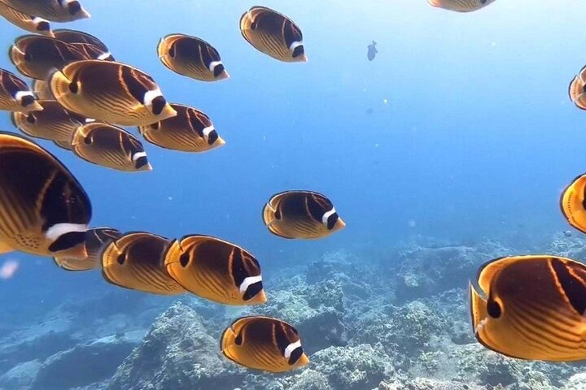 Kona Scuba Diving Experience - Image 3
