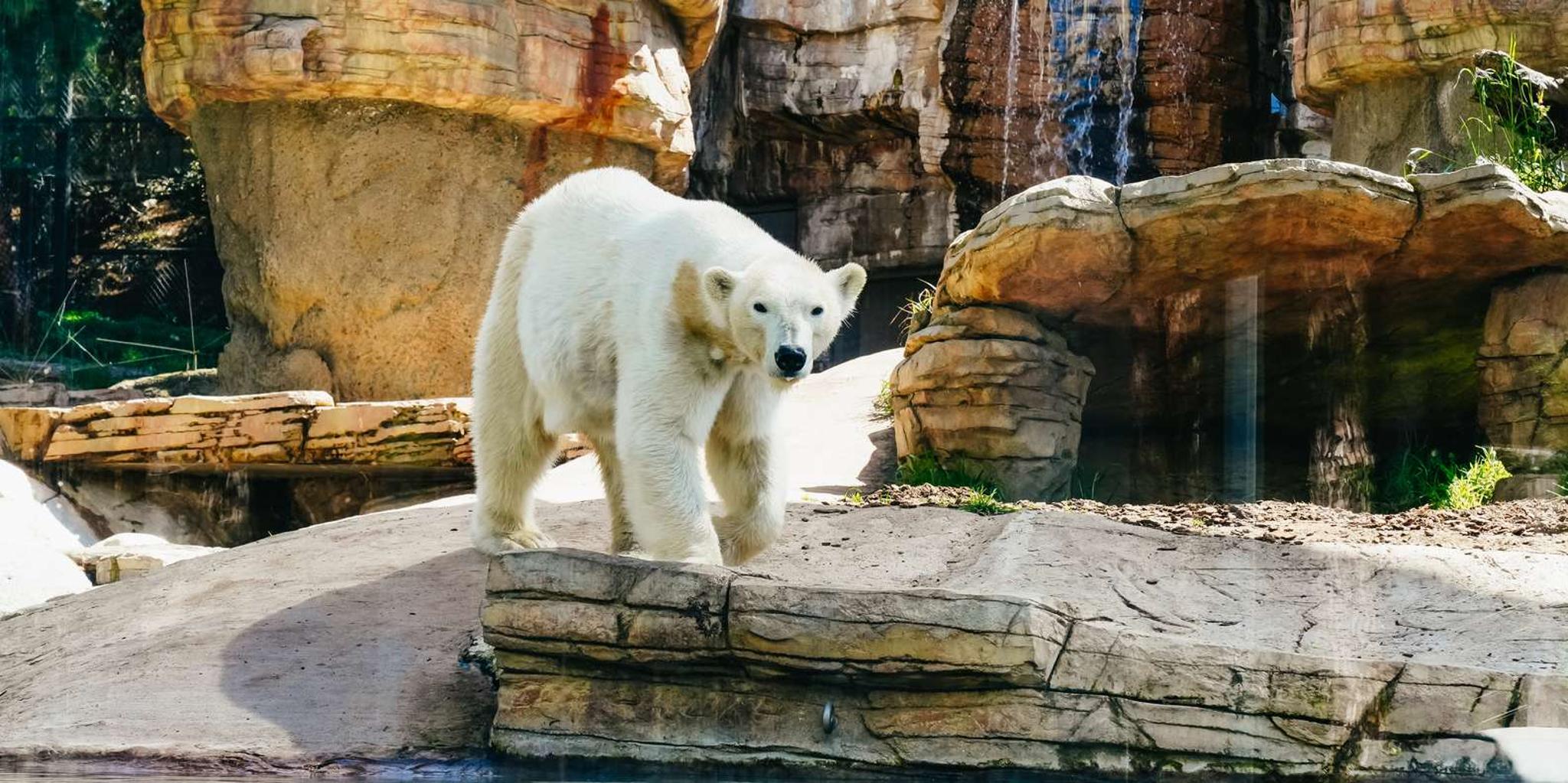 San Diego Zoo Admission Ticket - Image 2