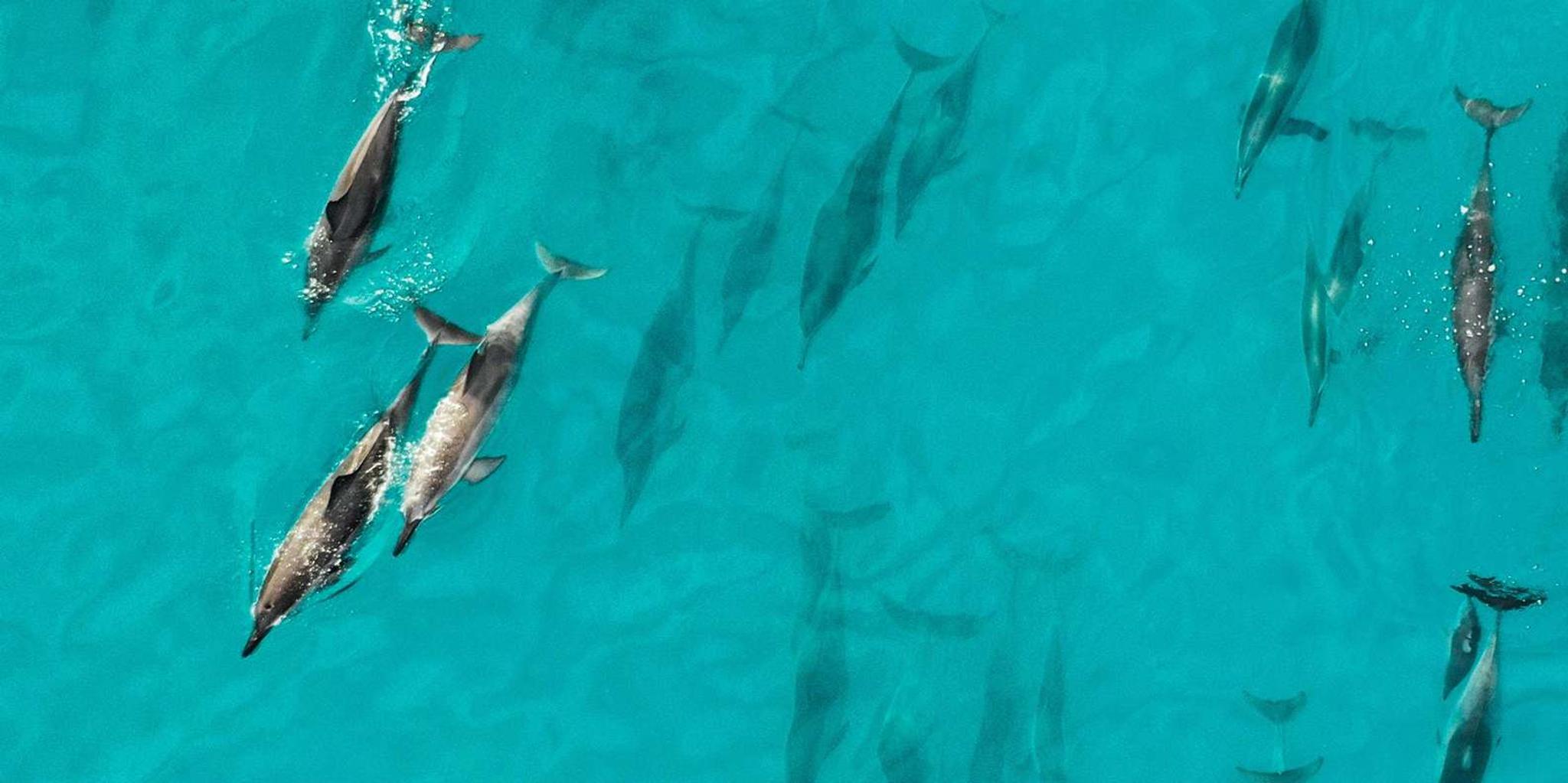 Maui Eco-Raft Snorkel and Dolphin Tour - Image 4